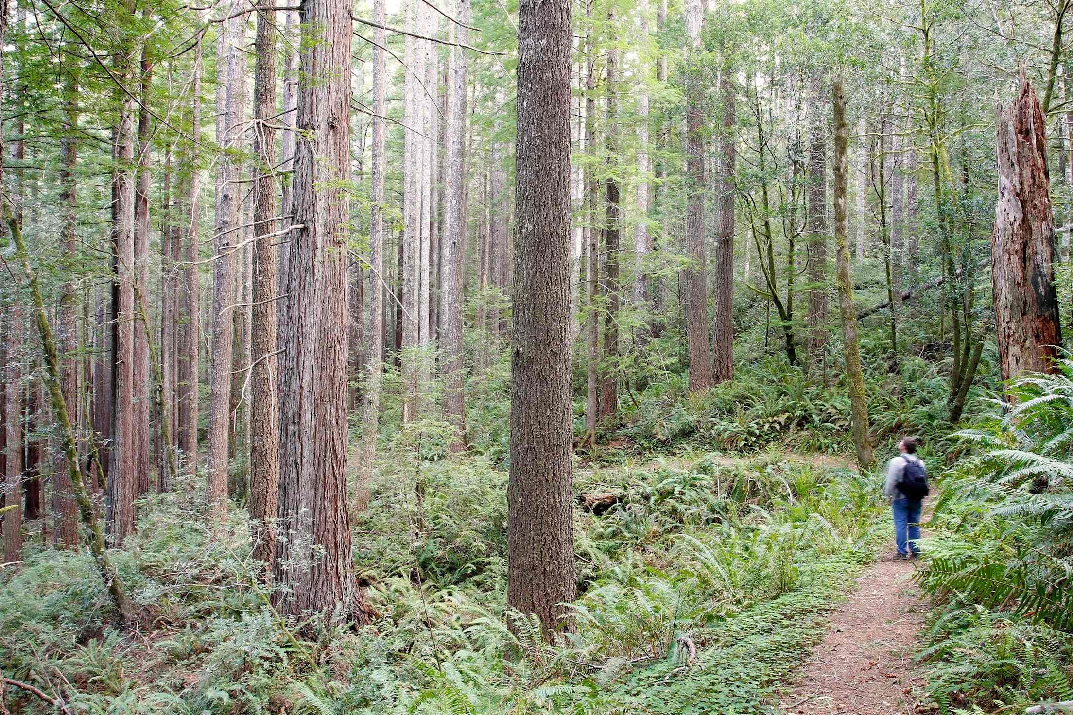 A hiker on the Oregon Redwoods Trail in the Rogue River-Siskiyou National Forest near Brookings, Oregon.
