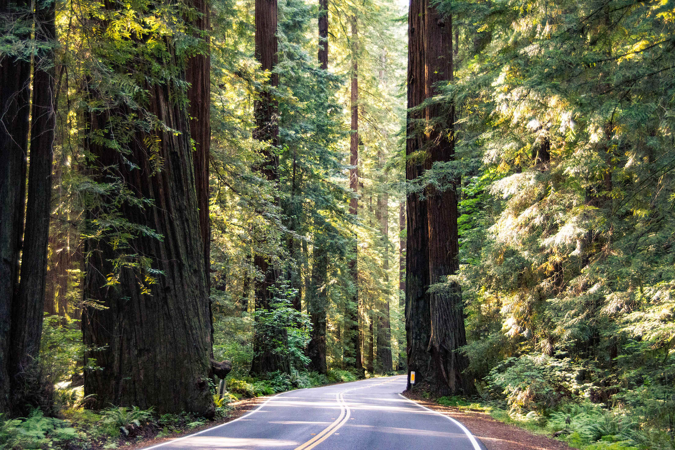 Avenue of the Giants in Humboldt Redwoods State Park.