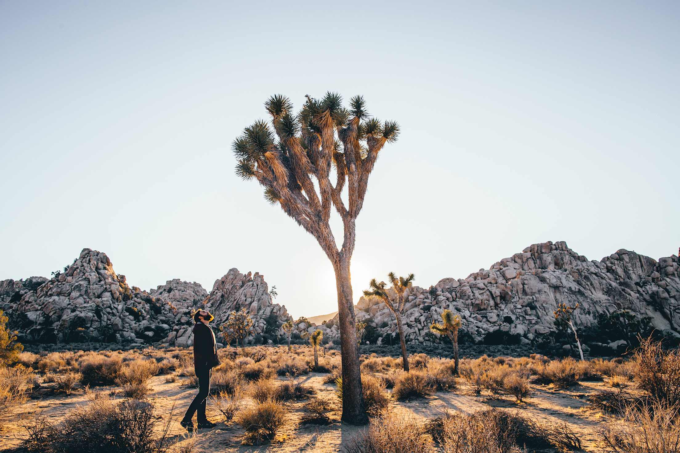 Man stands under a tall Joshua Tree in Joshua Tree National Park.