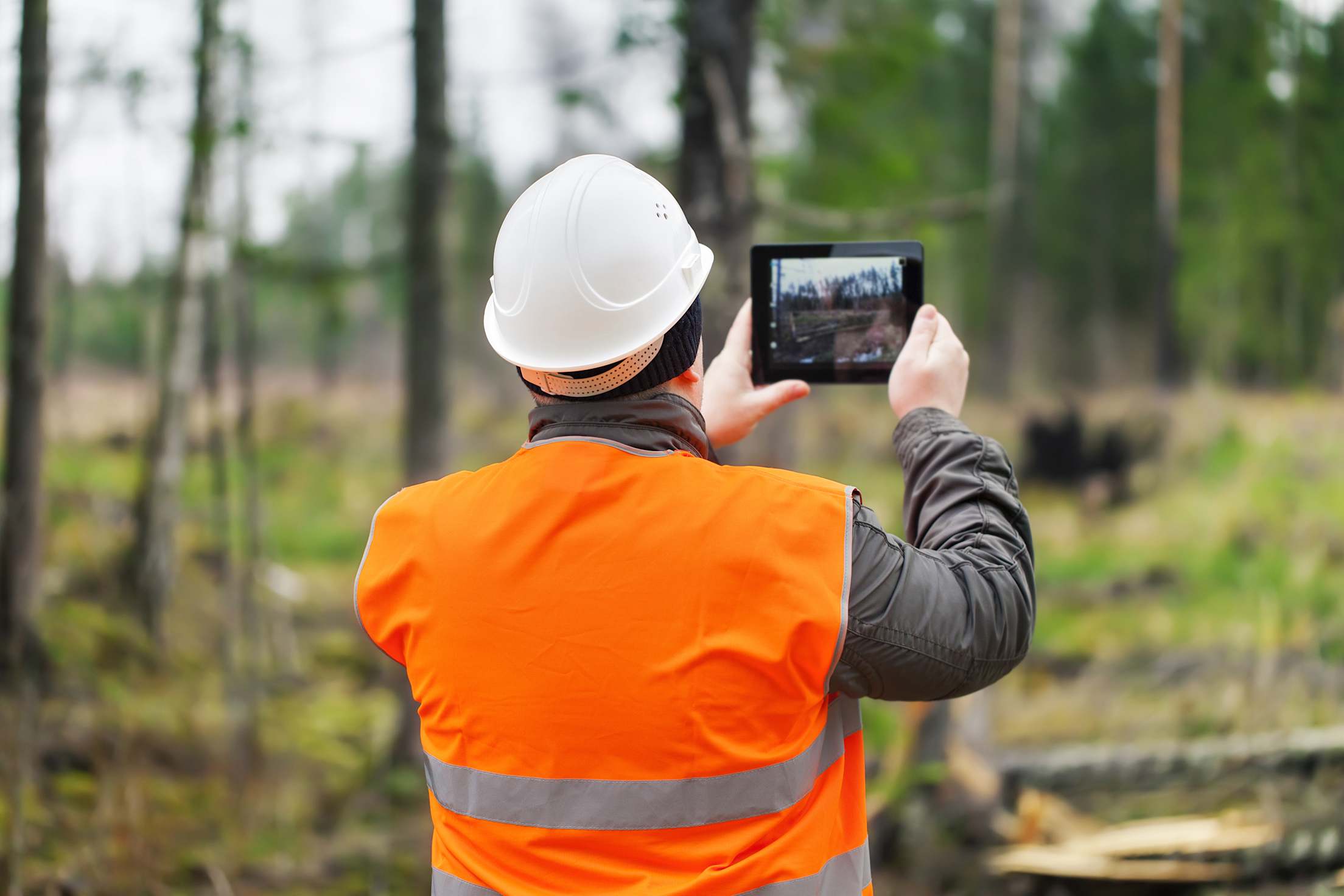 Arborist inspects trees after a fire.