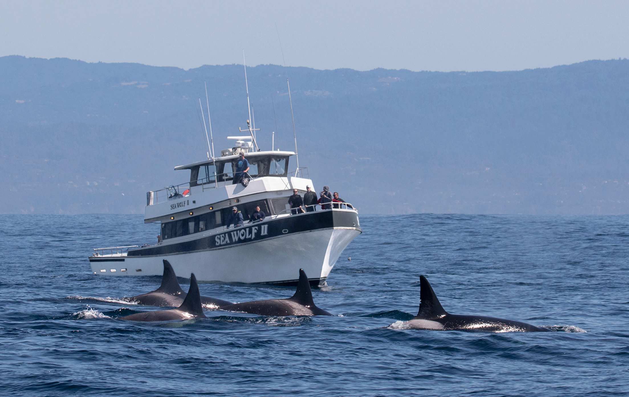 Orcas swim by the Sea Wolf II on a Monterey Bay Whale Watch tour.