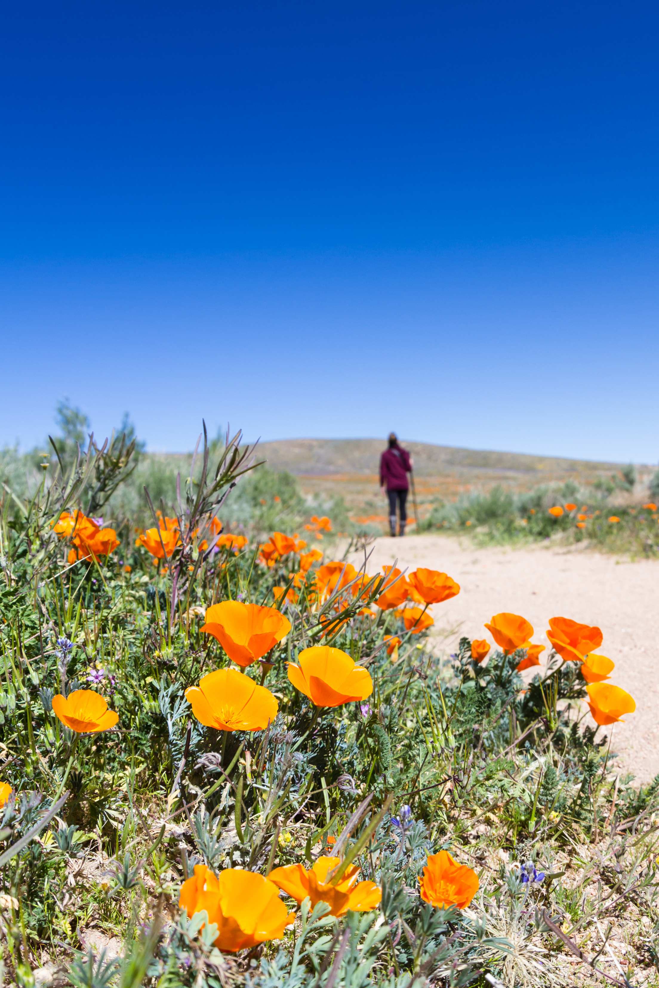 A photographer walks on a trail through poppies and other wildflowers in the Antelope Valley California Poppy Preserve.