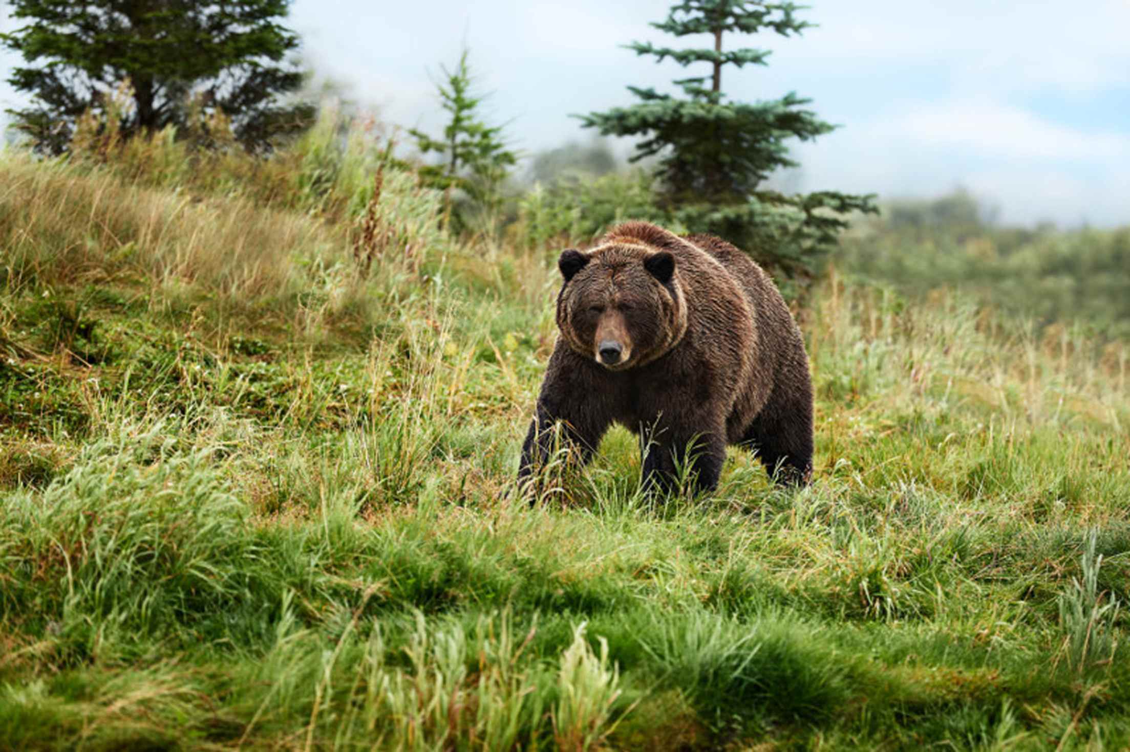 passengers on princess alaska cruisetours might see bears in the wilderness