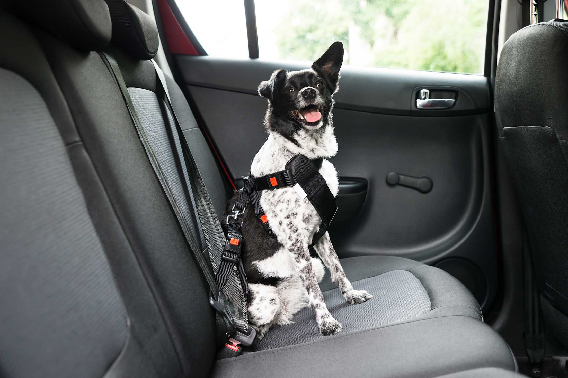 A small dog clipped into a seatbelt harness in the backseat of a car.