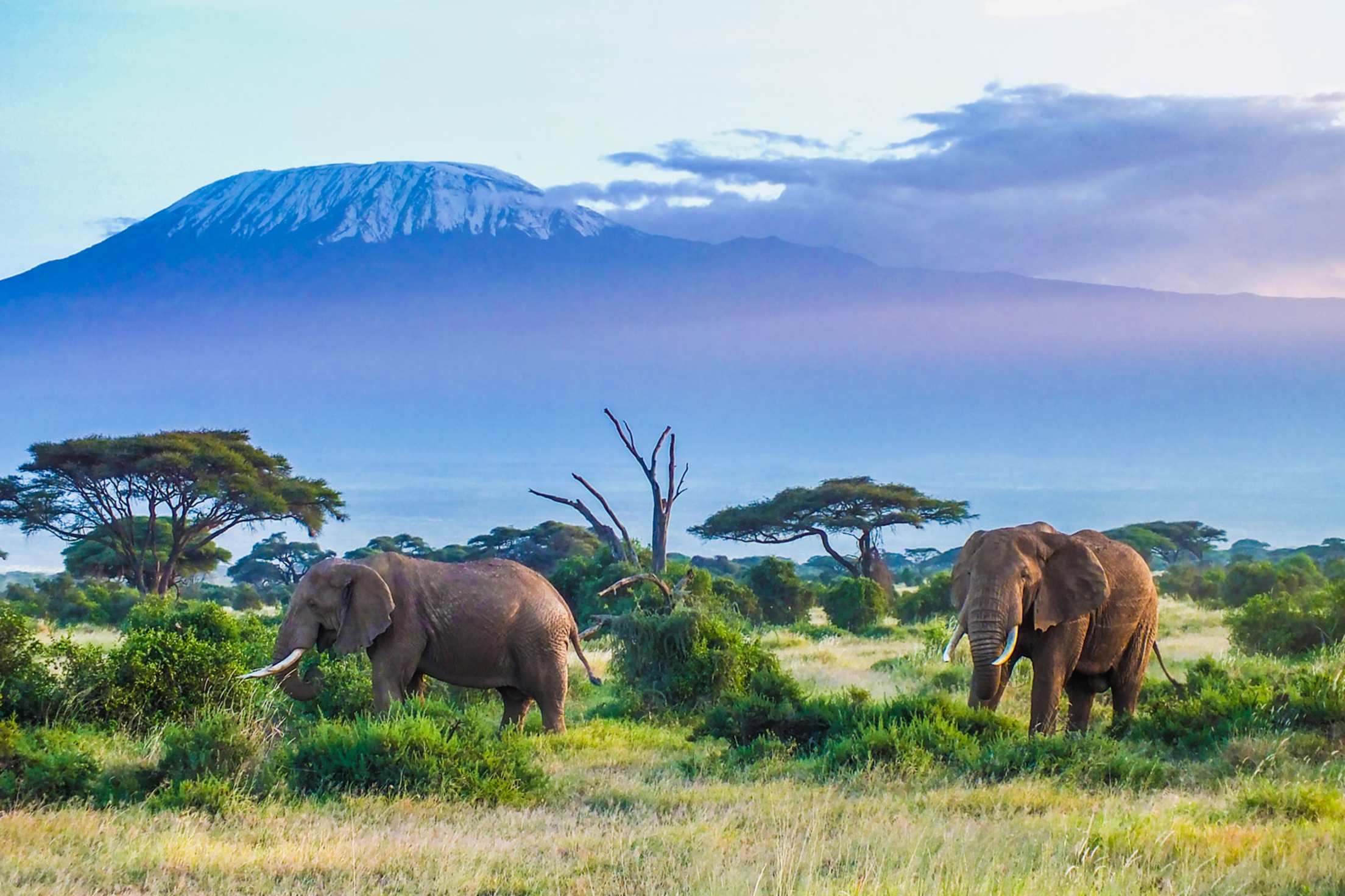 elephants in africa benefit from sustainable travel practices