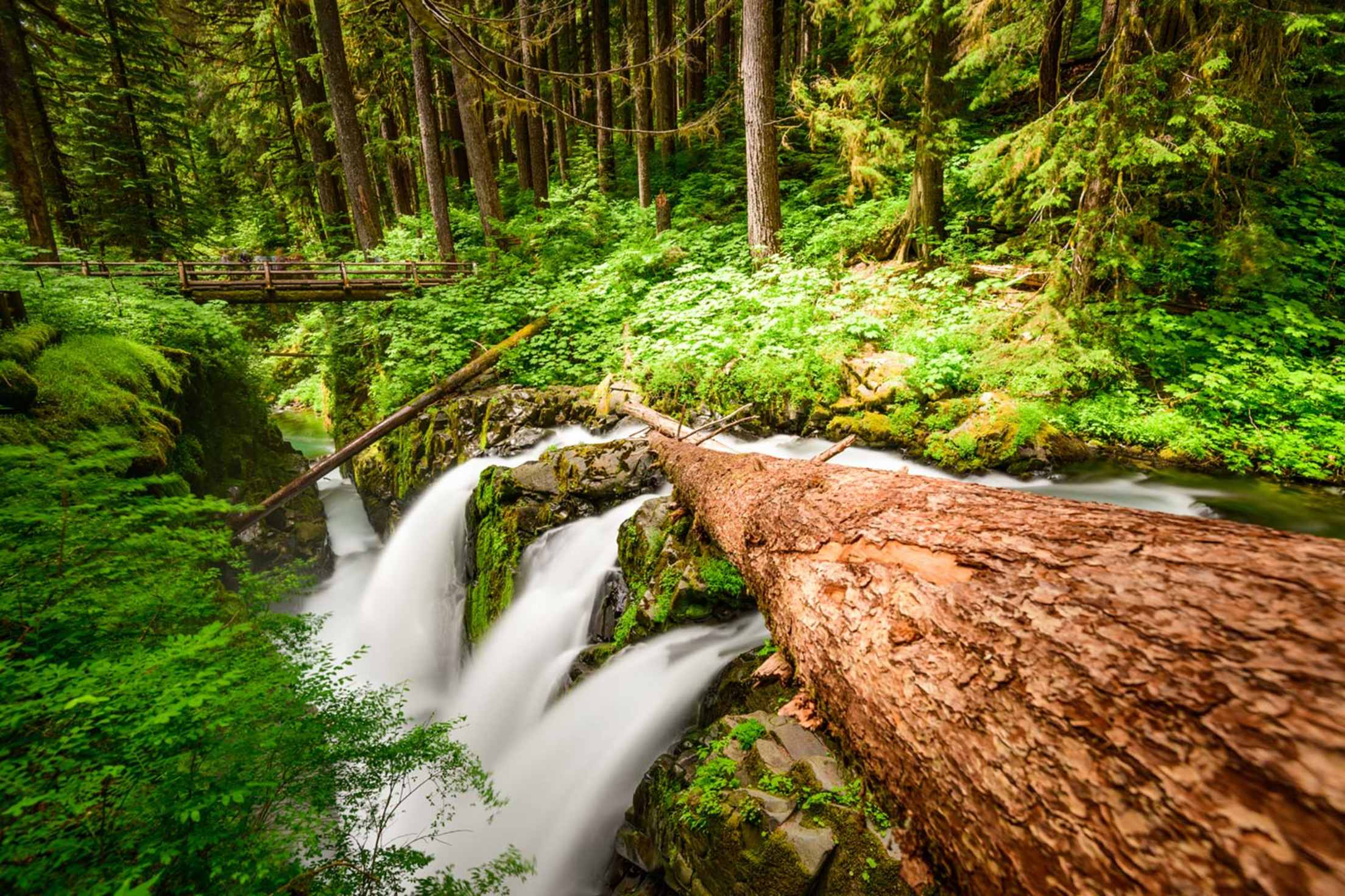 hoh rainforest