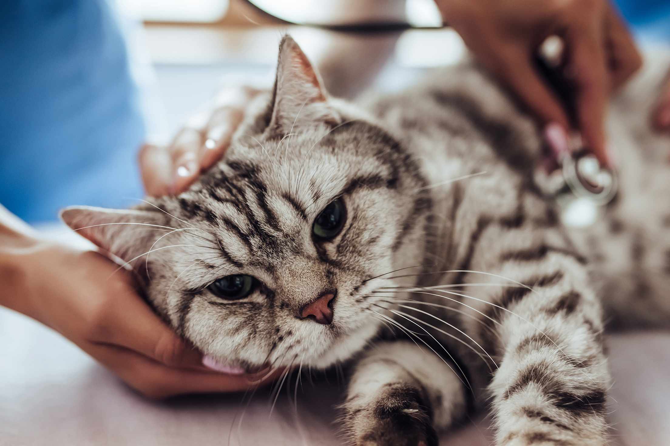 A tabby cat being checked by a vet.