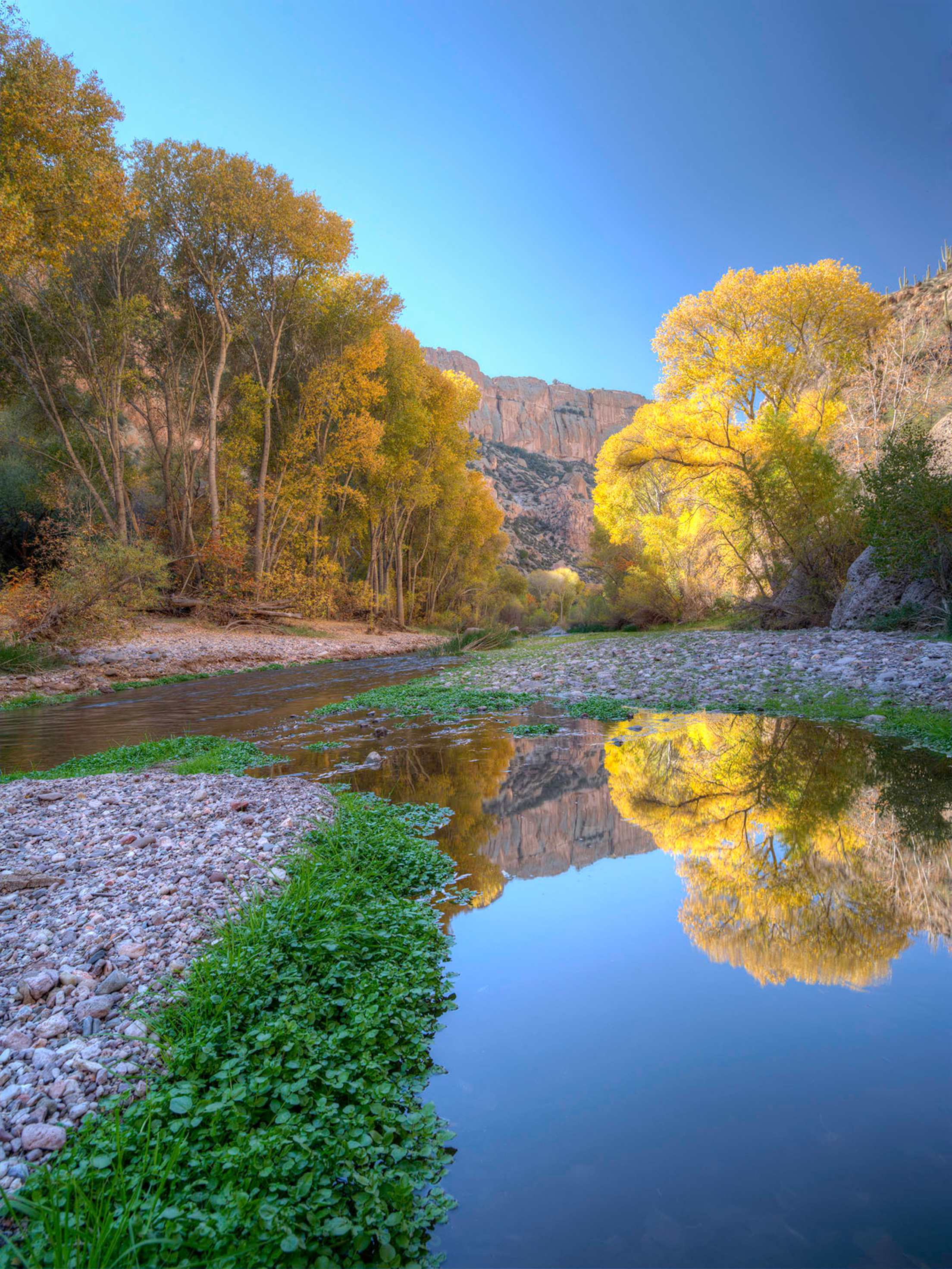 Aravaipa Canyon fall color.