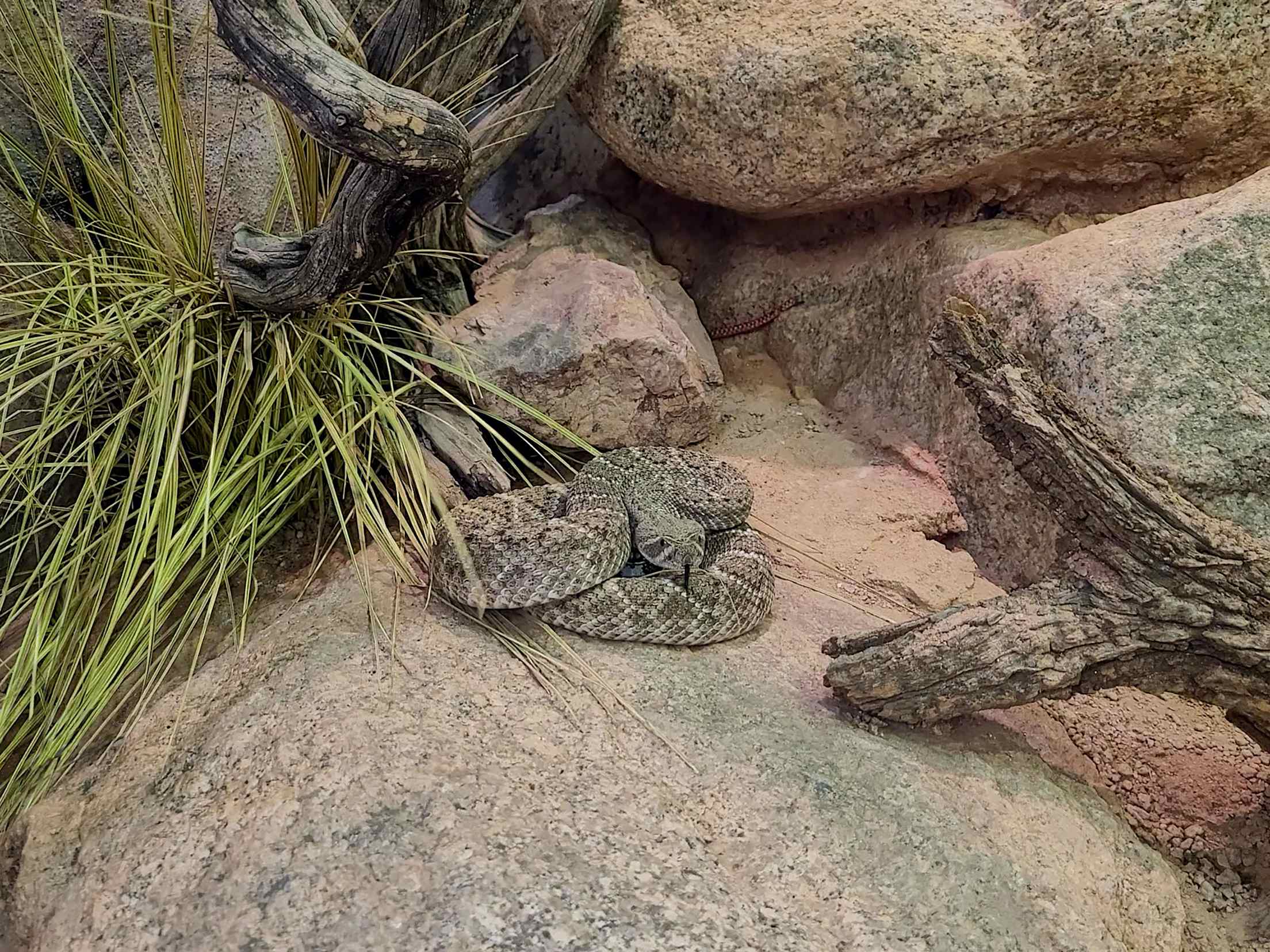 Western diamondback rattlesnake is coiled and ready to defend itself