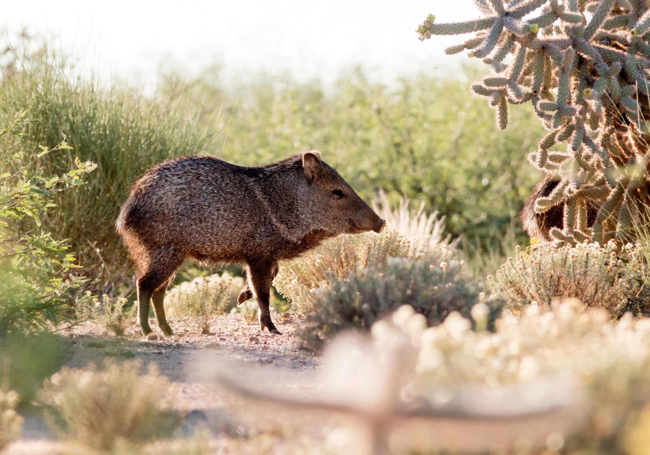 Wild javelina in profile with hoof raised