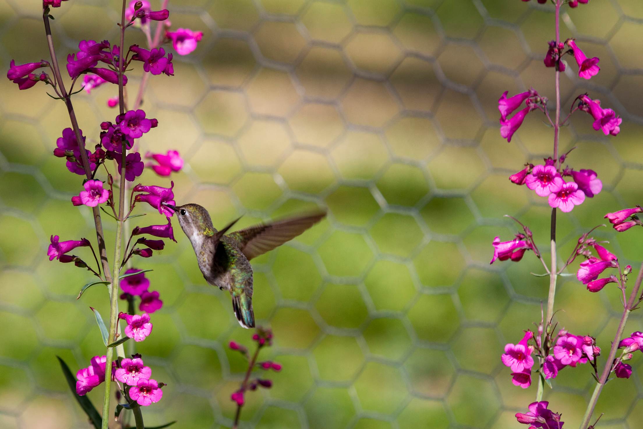 A hummingbird drinks out of a penstemon wildflower near Tucson, Arizona.