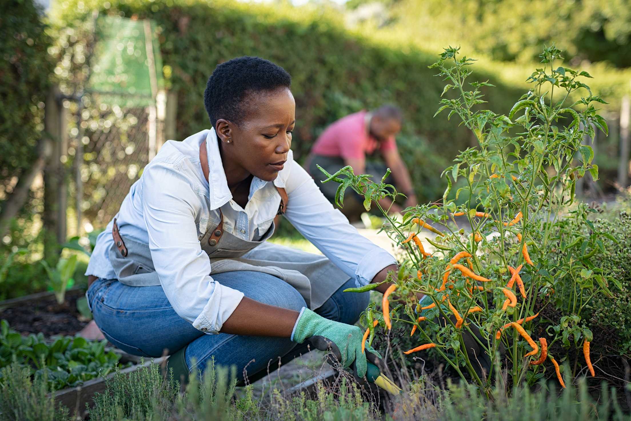 A woman tends to her vegetable garden.