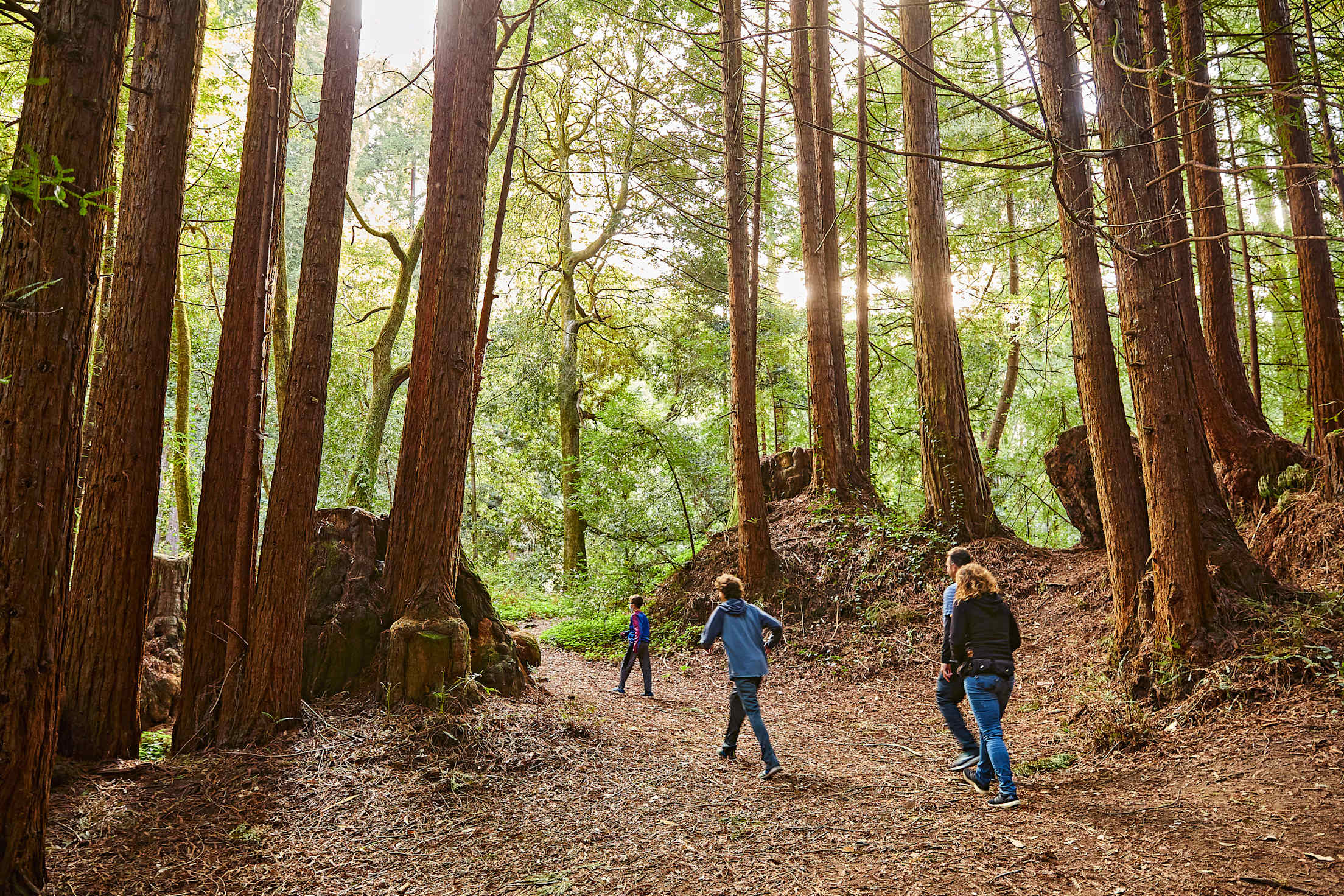 A family hikes between towering trees on the Aptos Creek Trail in Santa Cruz County's Nisen Marks State Park.