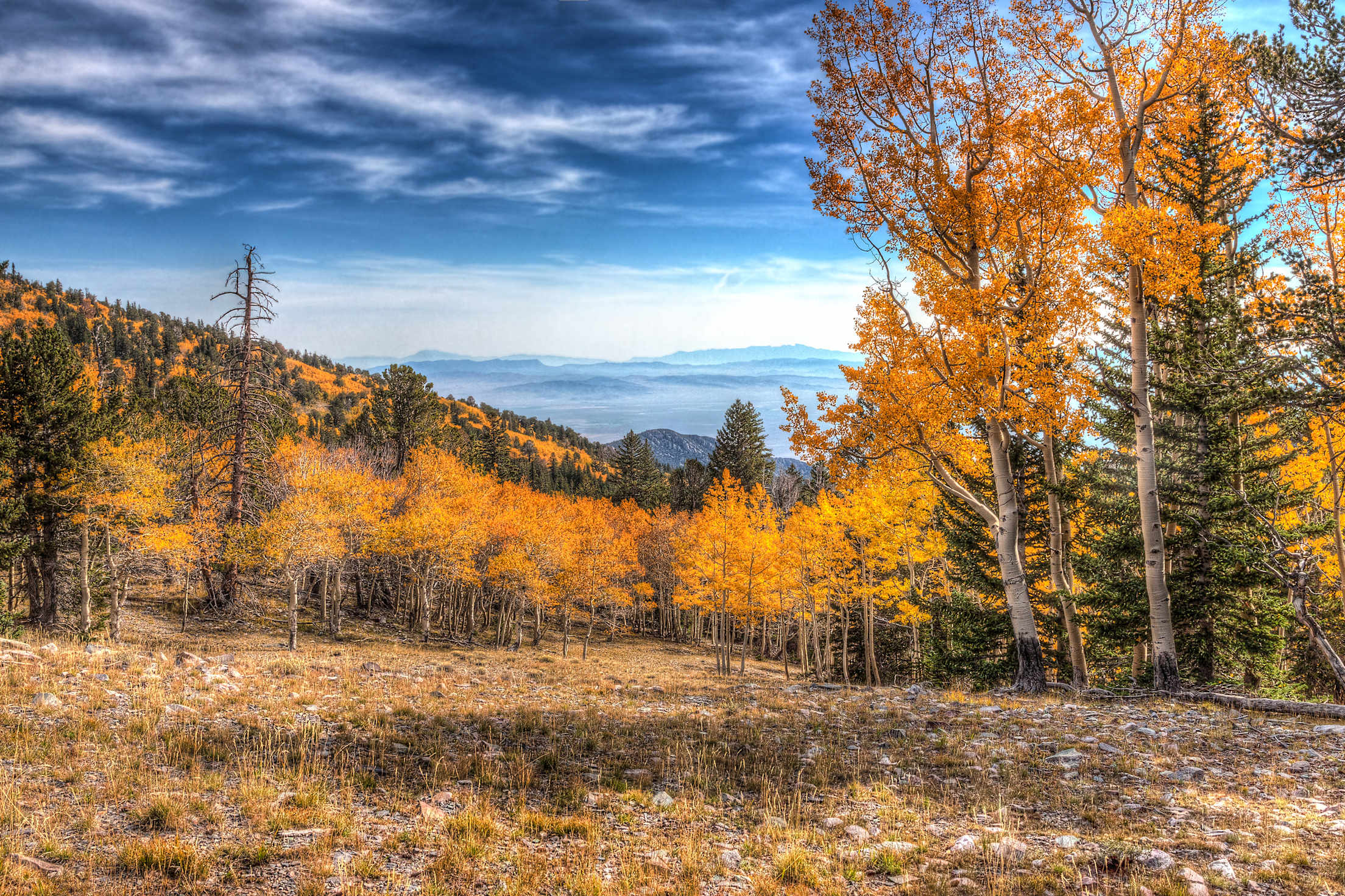 Changing leaves on Great Basin National Park's Wheeler Peak Summit Trail.