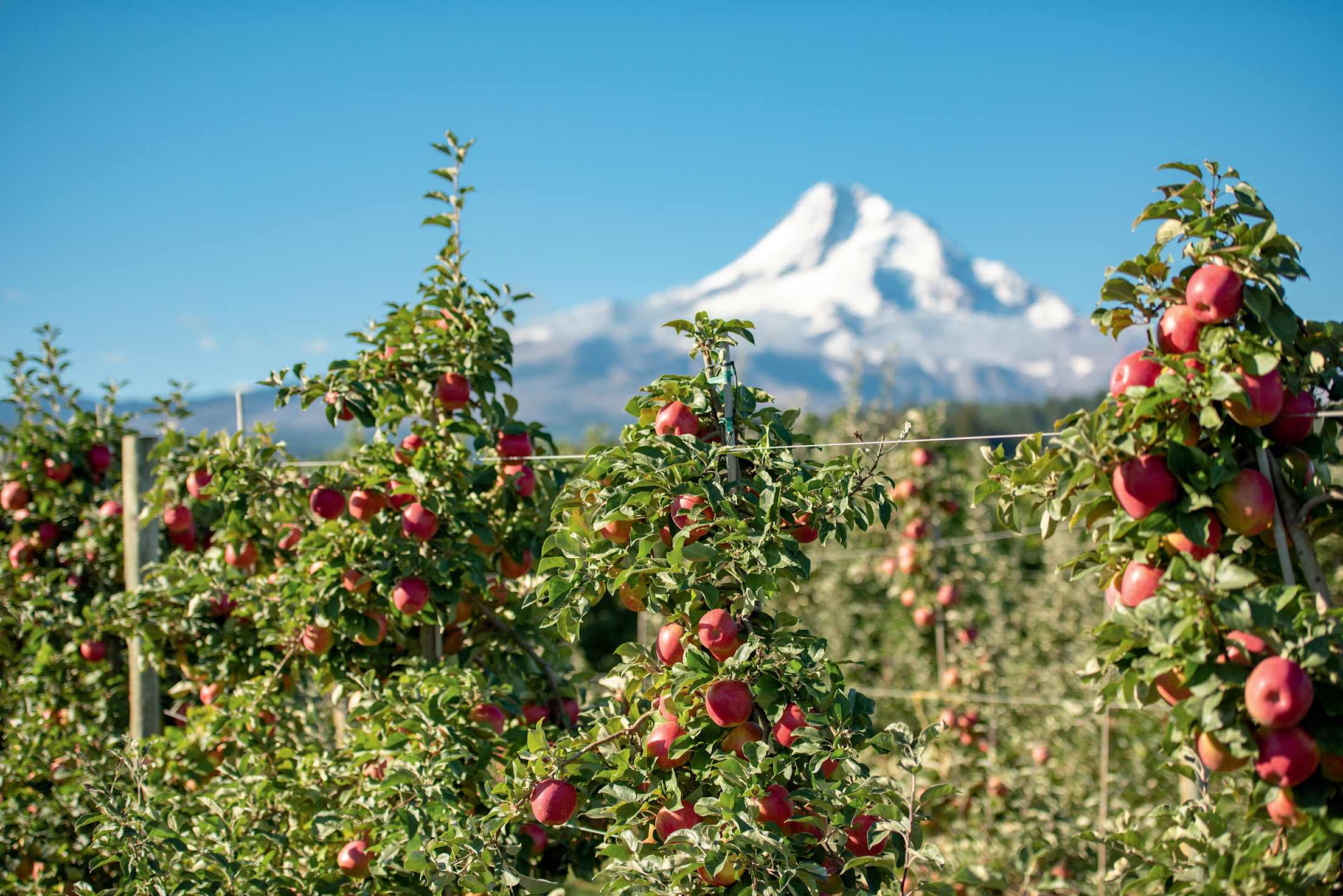 Mt. Hood behind the apple trees at Kiyokawa Family Orchards.