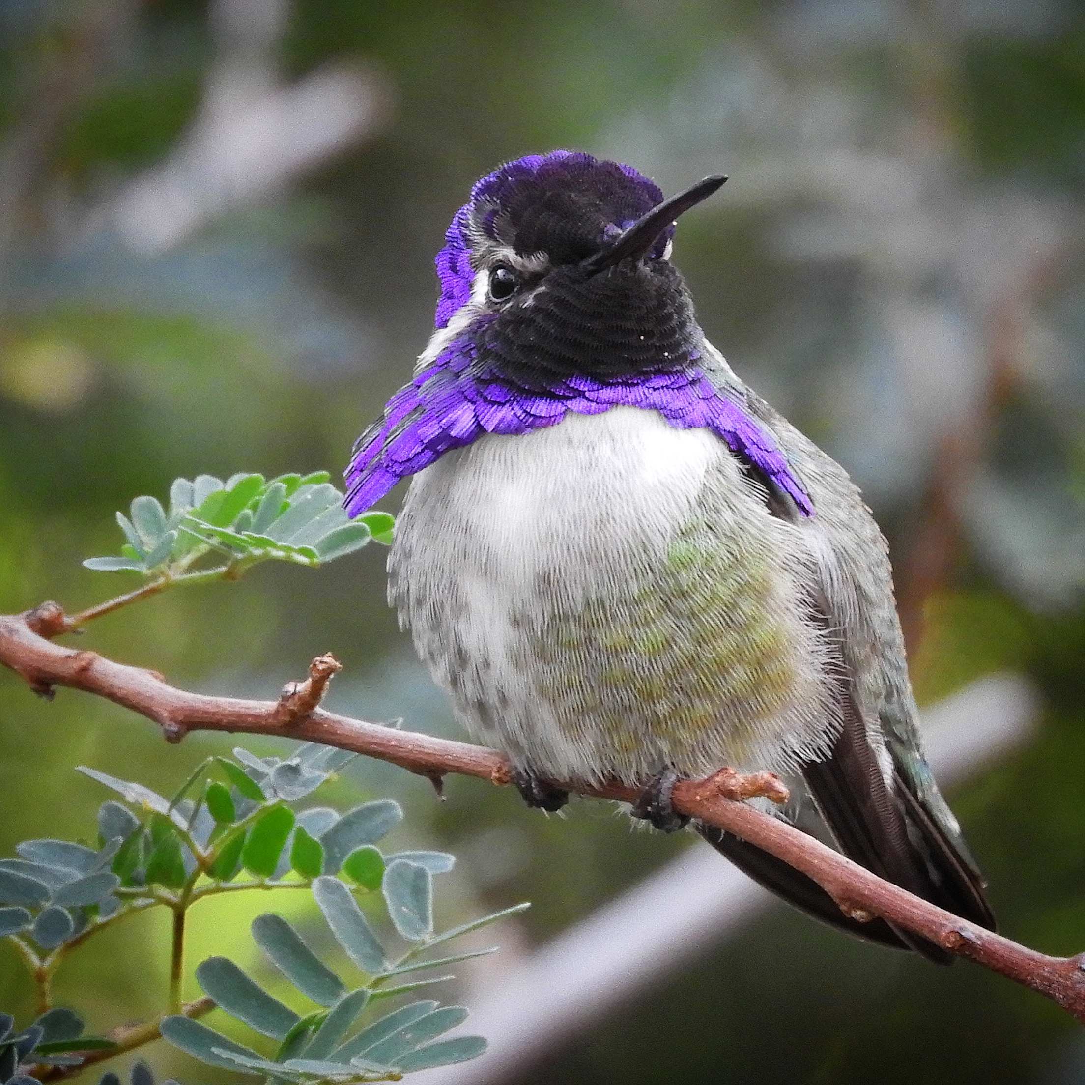 Male Costa's hummingbird perched on a mesquite tree branch.