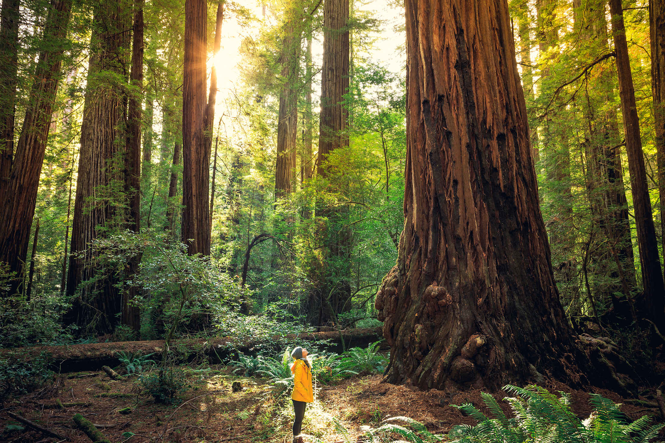 A woman hikes in Redwood National and State Park.