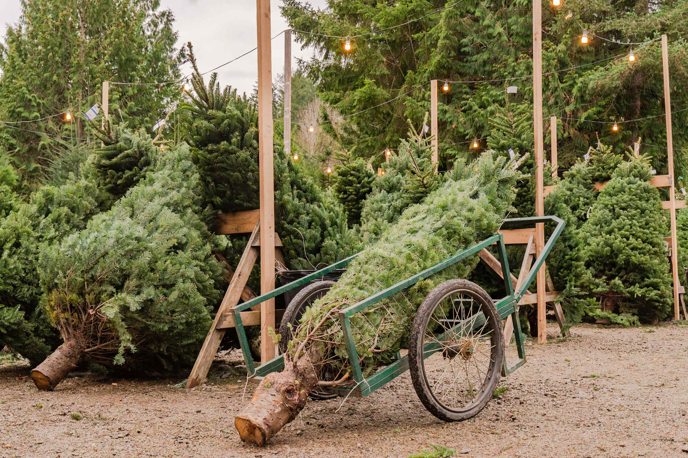 Trees lined up for sale on a Christmas tree lot.