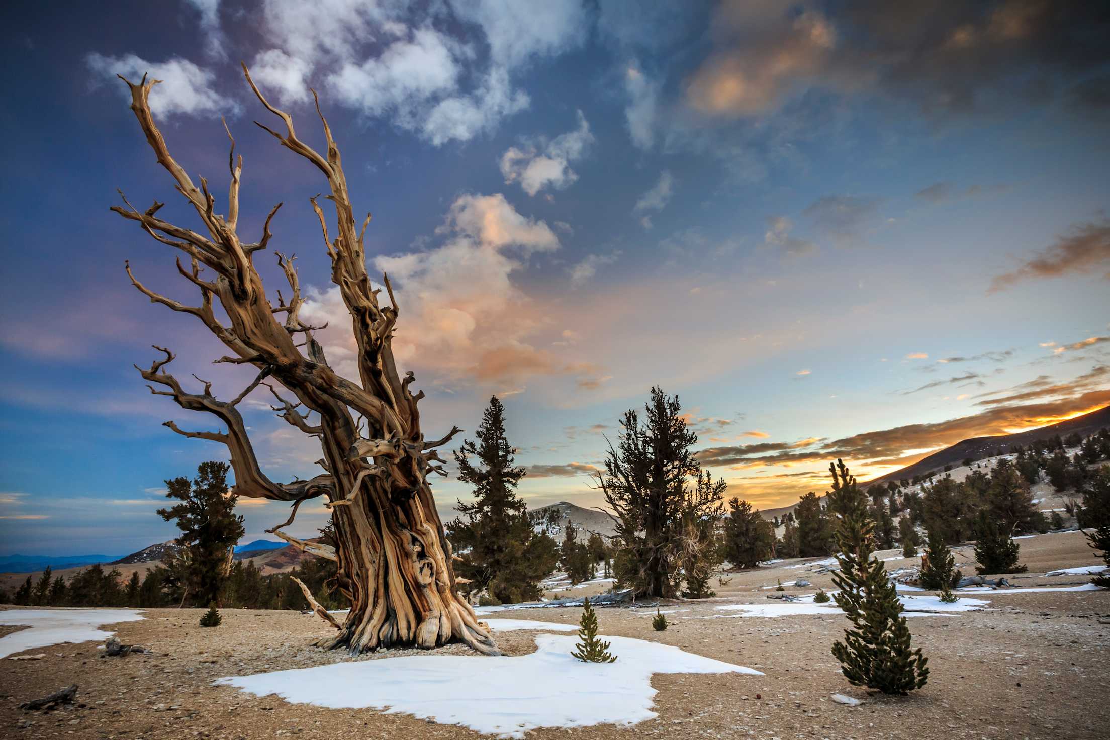 Bristlecone Pines at Sunset in the Inyo National Forest near Bishop, California.