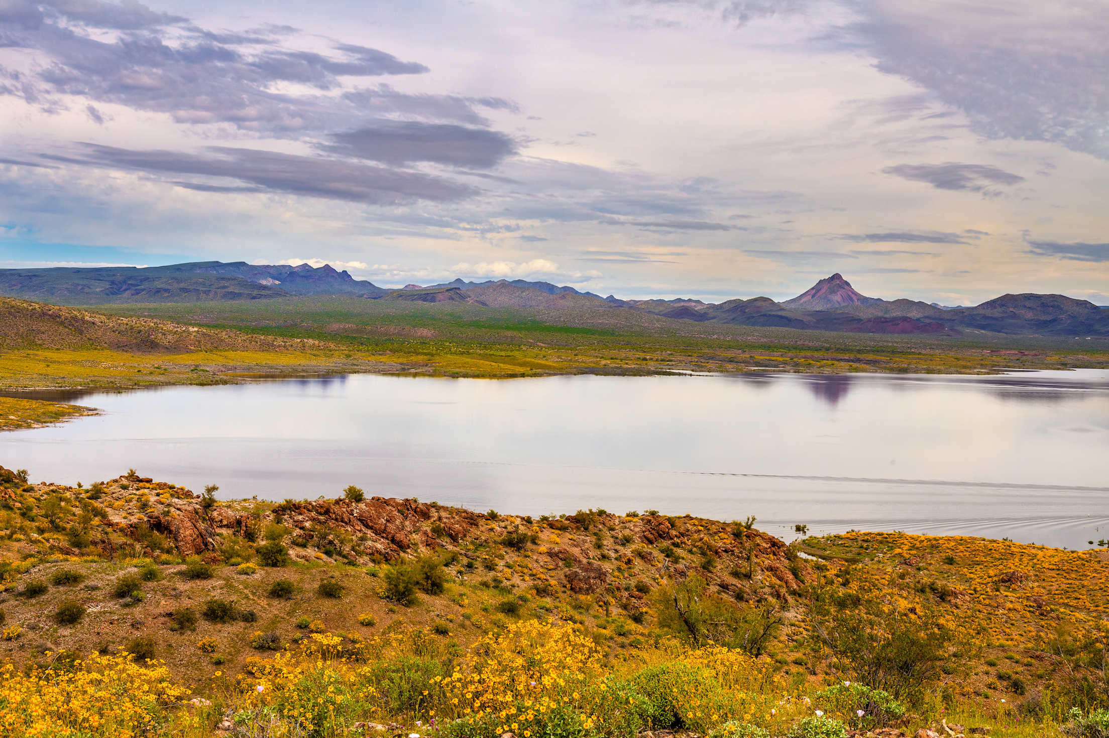 Wildflowers around Alamo Lake in Alamo Lake State Park.