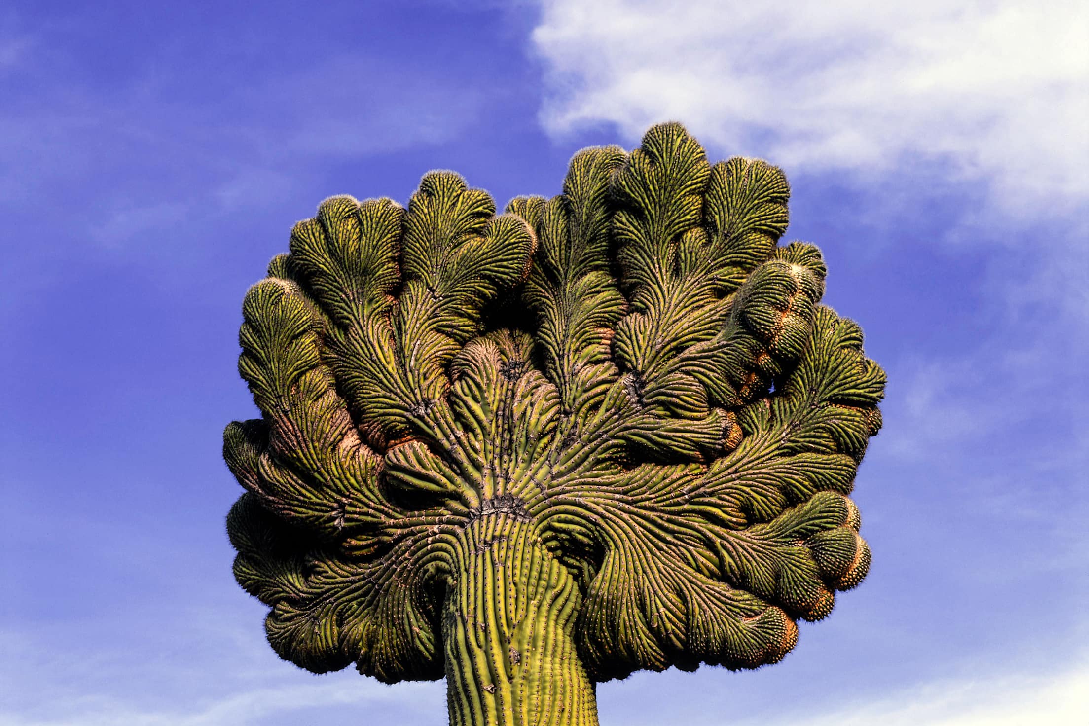 crested saguaro in Organ Pipe Cactus National Monument, Arizona