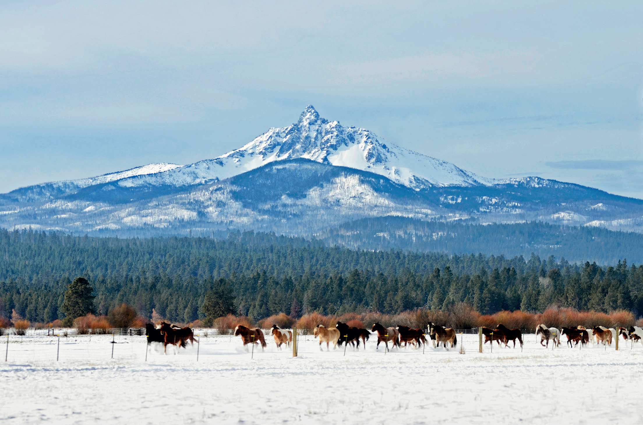 Horses frolic in snow covered foreground as Mount Washington looms in the distance at Black Butte Ranch near Sisters, Oregon