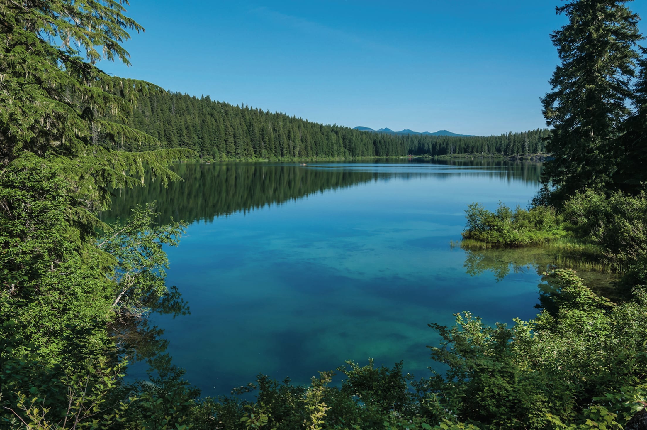 the turquoise waters of Clear Lake in Oregon seen through the surrounding trees