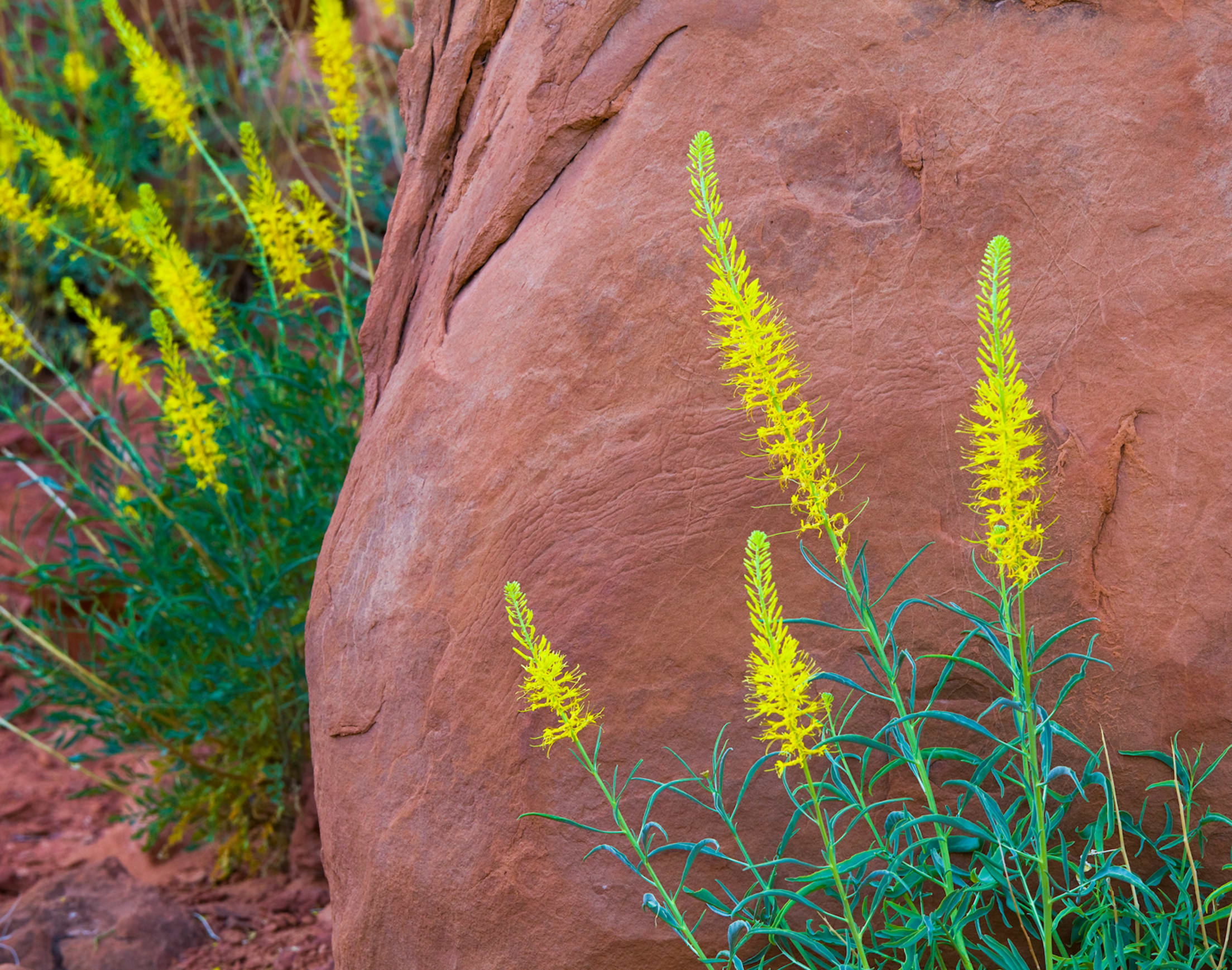 Prince's plume (Stanleya pinnata) blooming with red sandstone in the background at Arches National Park in Utah