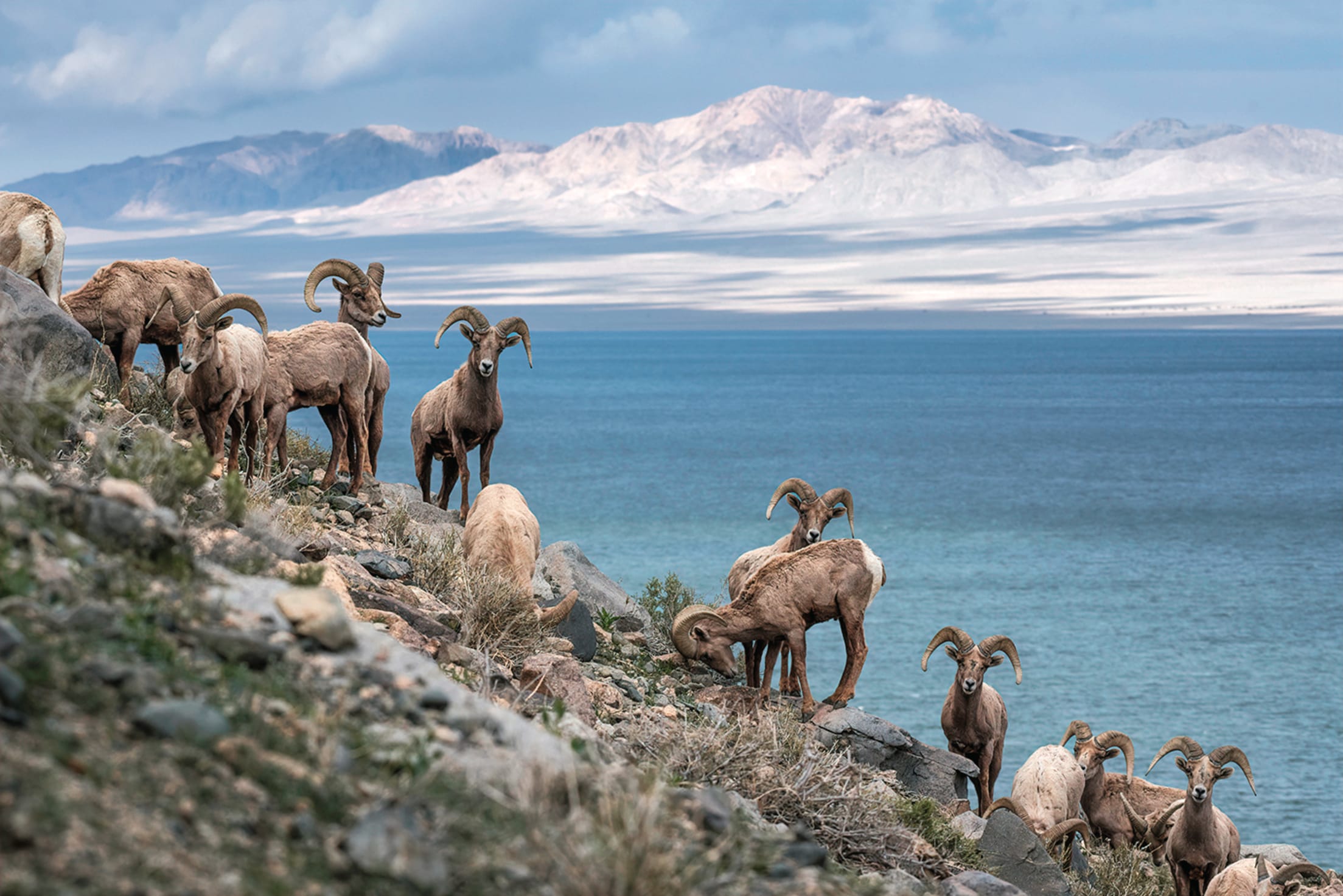 bighorn sheep gather on the rocky banks above walker lake in nevada