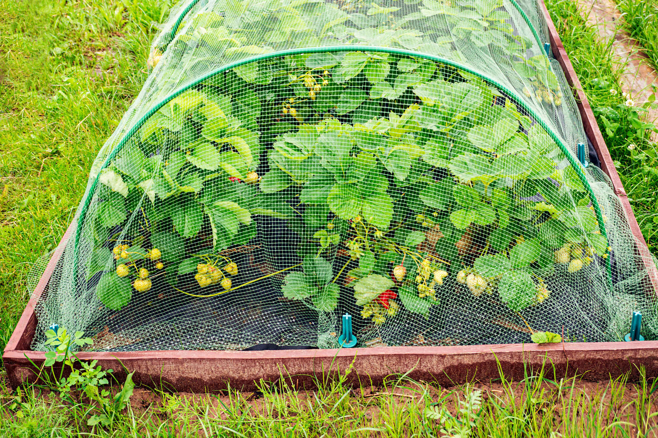A backyard garden with strawberries covered in arched netting to keep birds and critters out.