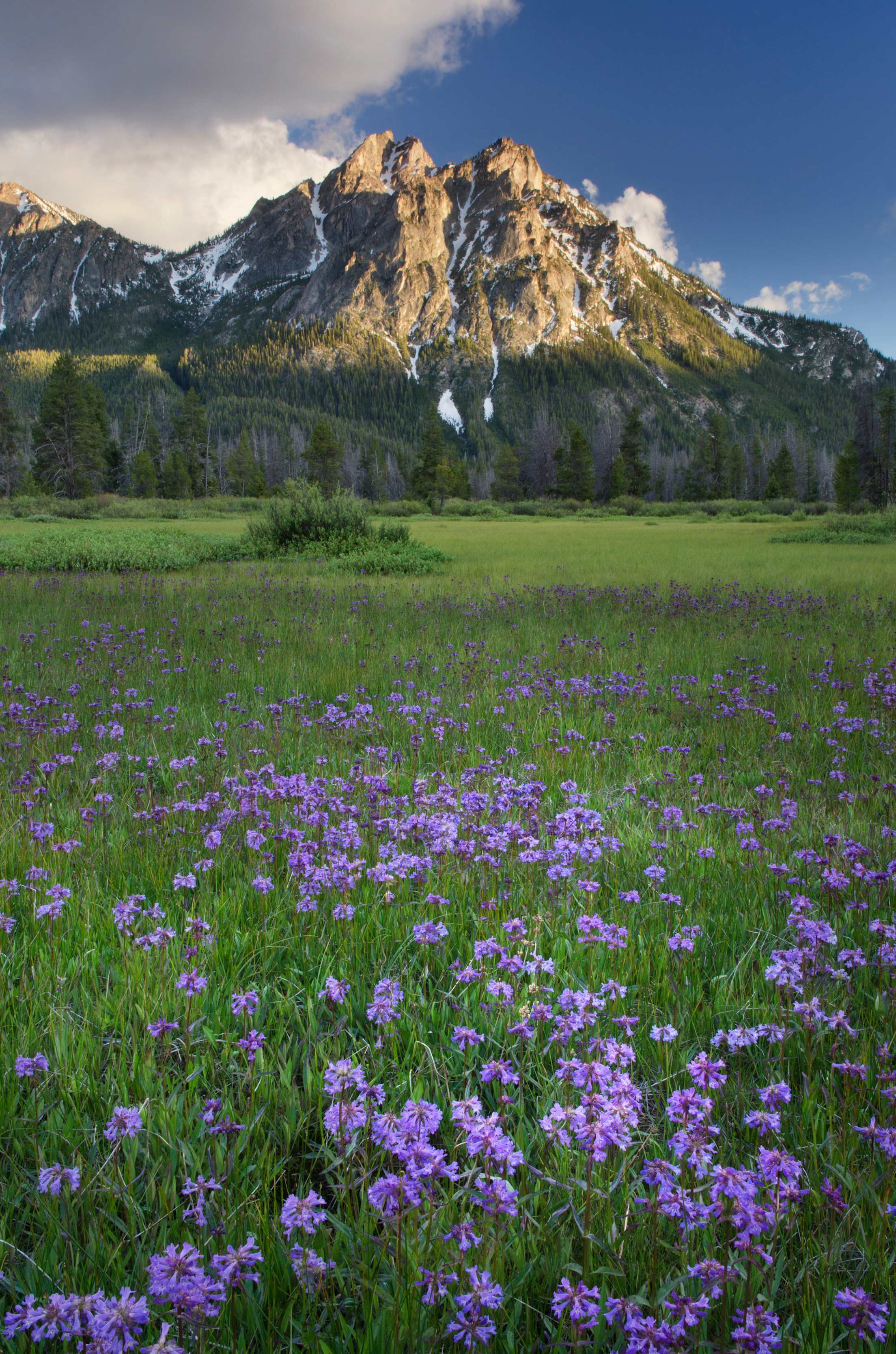 Purple wildflowers with McGown Peak in the Sawtooth Mountains in the background.