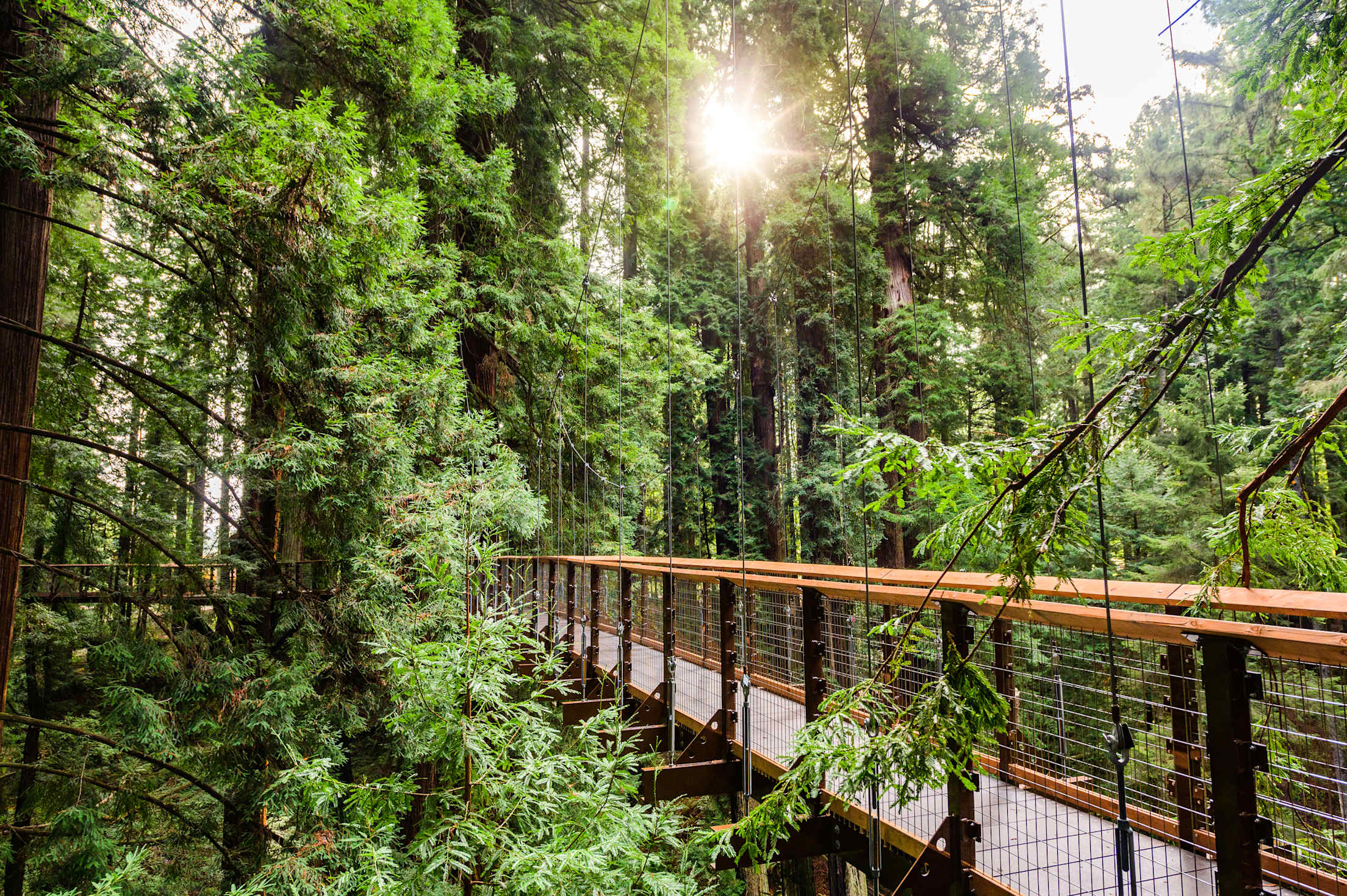 Skywalk at the Sequoia Zoo.