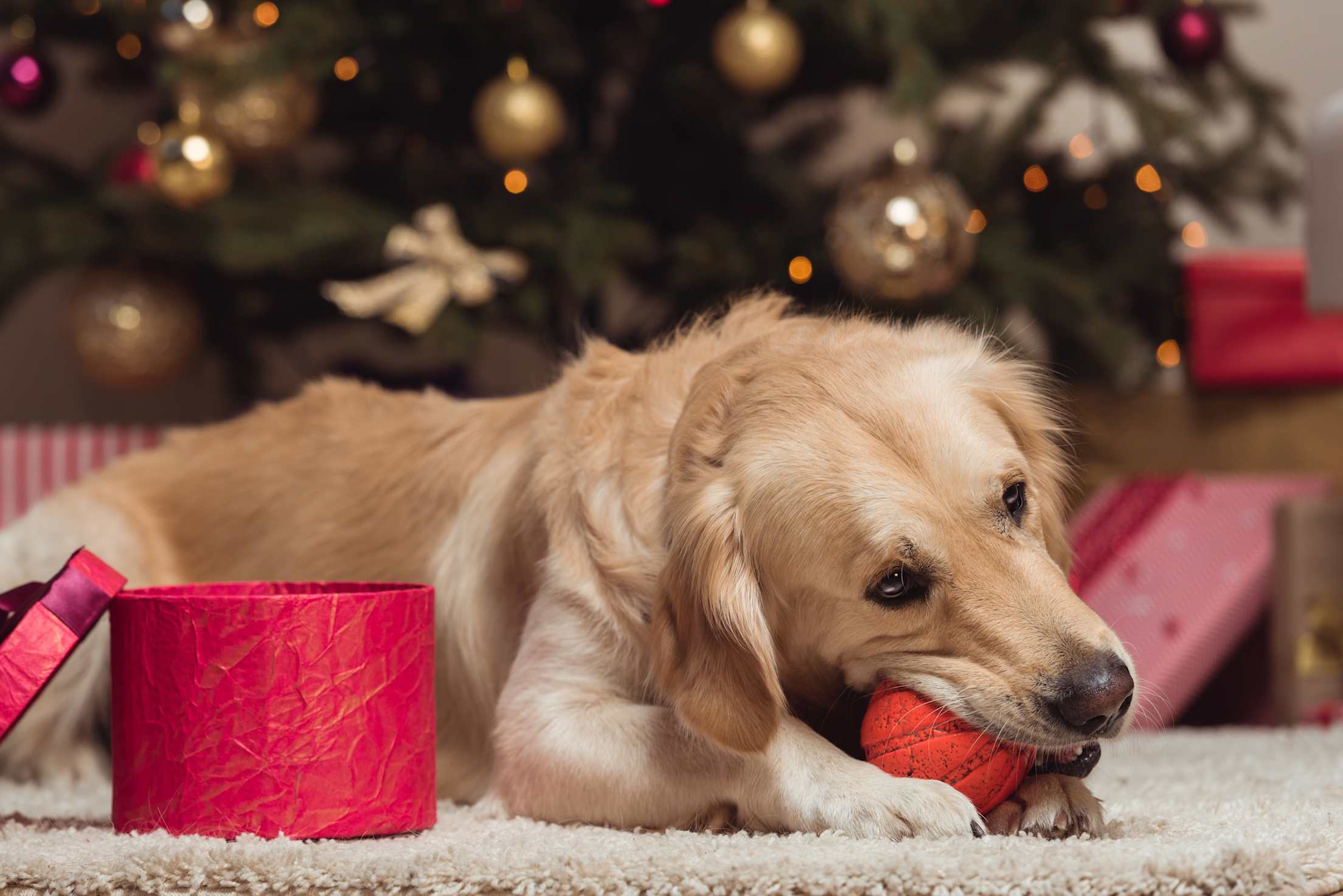 A golden retriever plays with a ball under the Christmas tree.