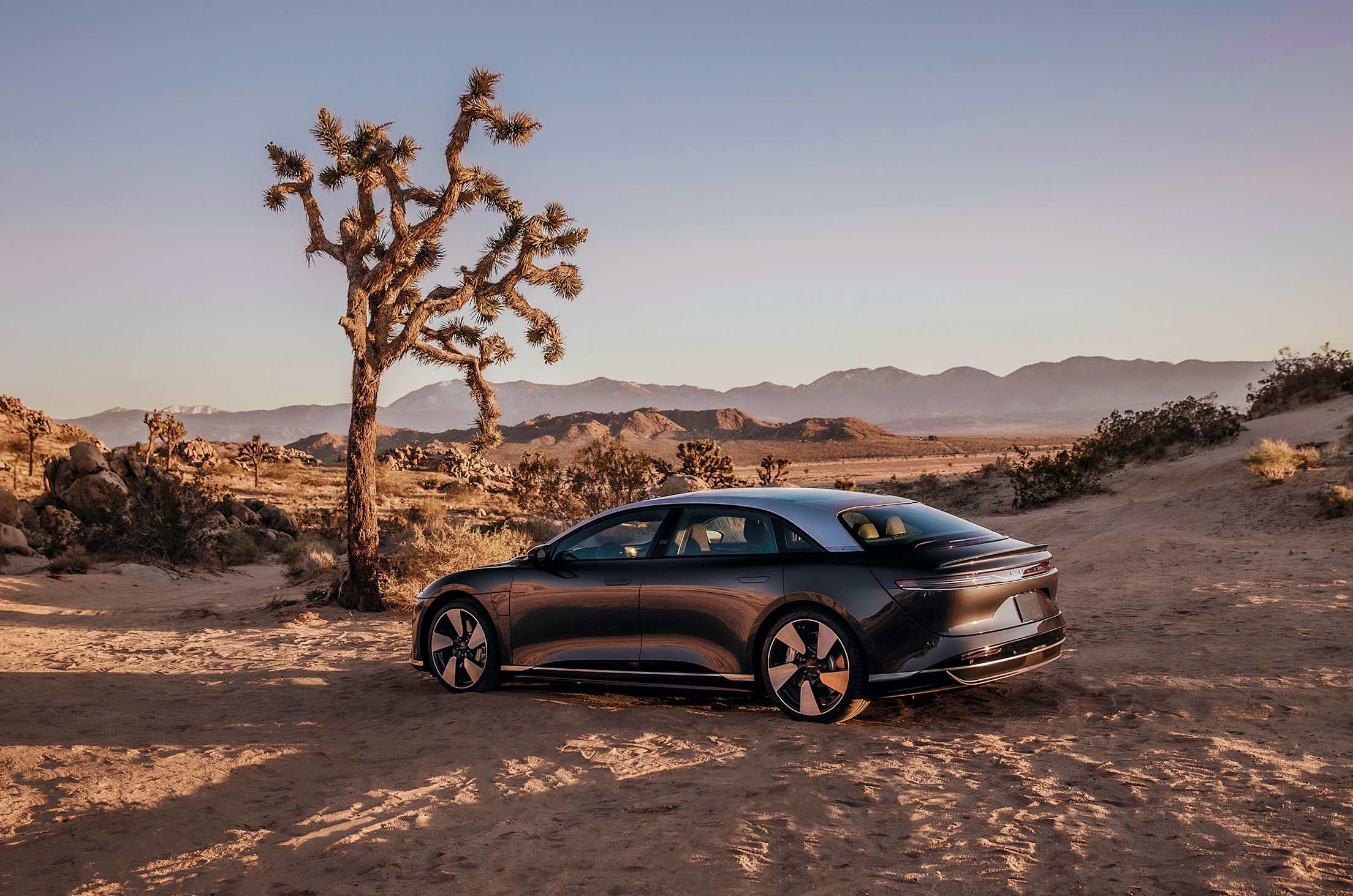 Lucid Air parked in the desert by a Joshua tree.