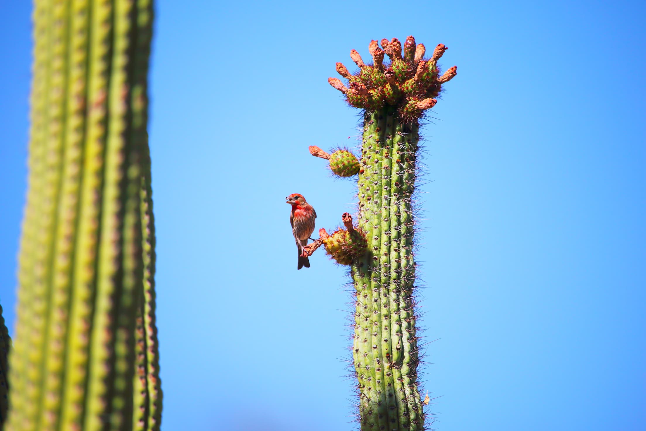 A house finch perches on a Saguaro cacti in Sanguaro National Park on a clear day.