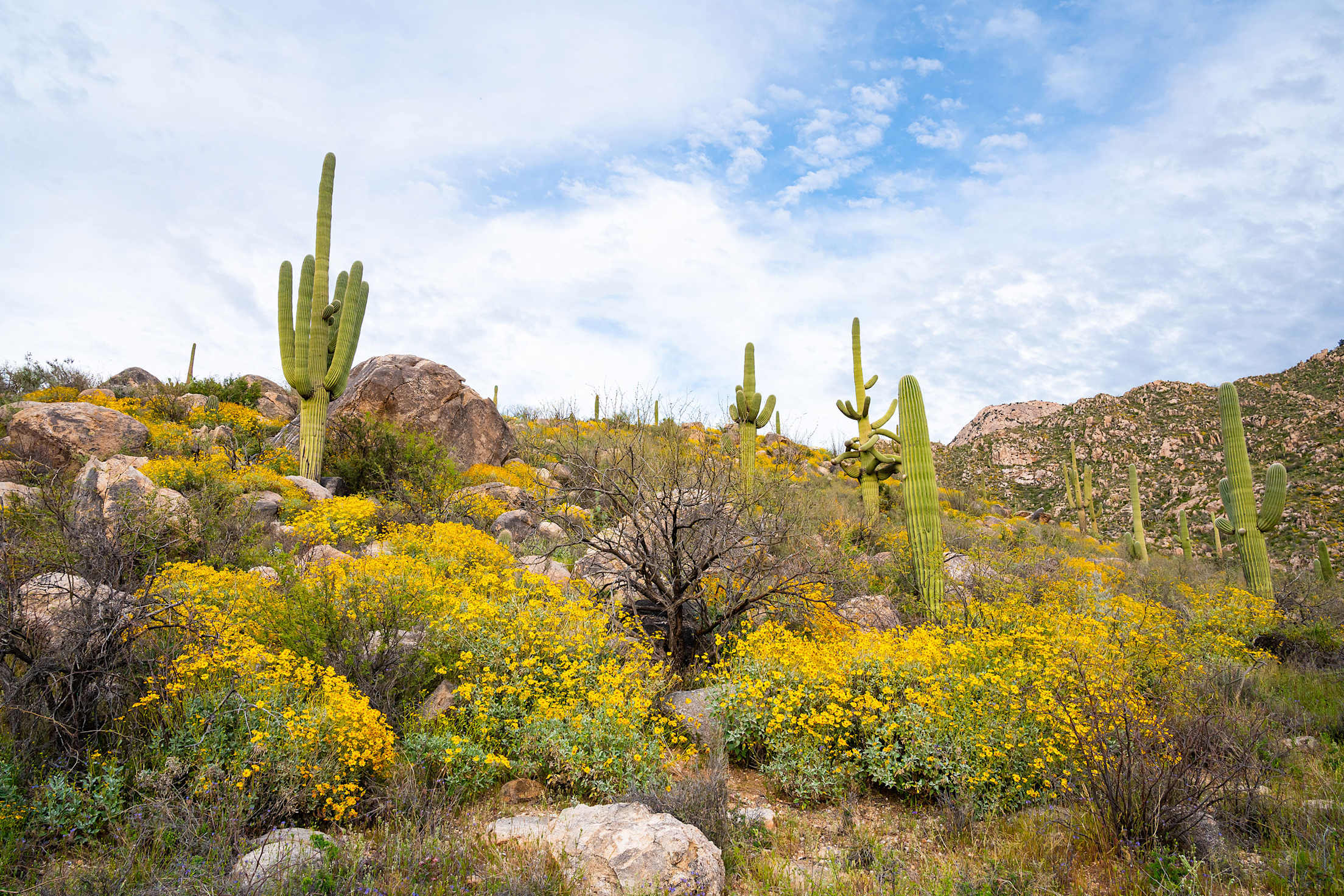 Yellow wildflowers dot Catalina State Park in spring.