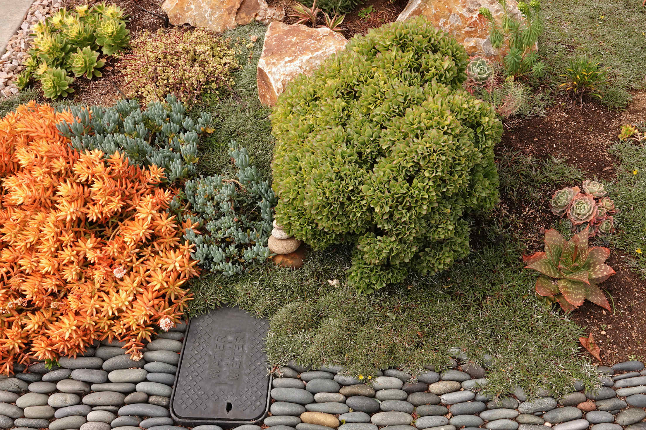 Orange and green succulents replace an old lawn.