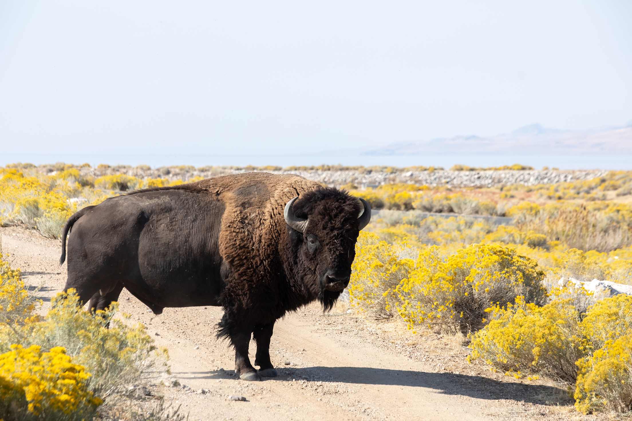 Buffalo on Antelope Island.