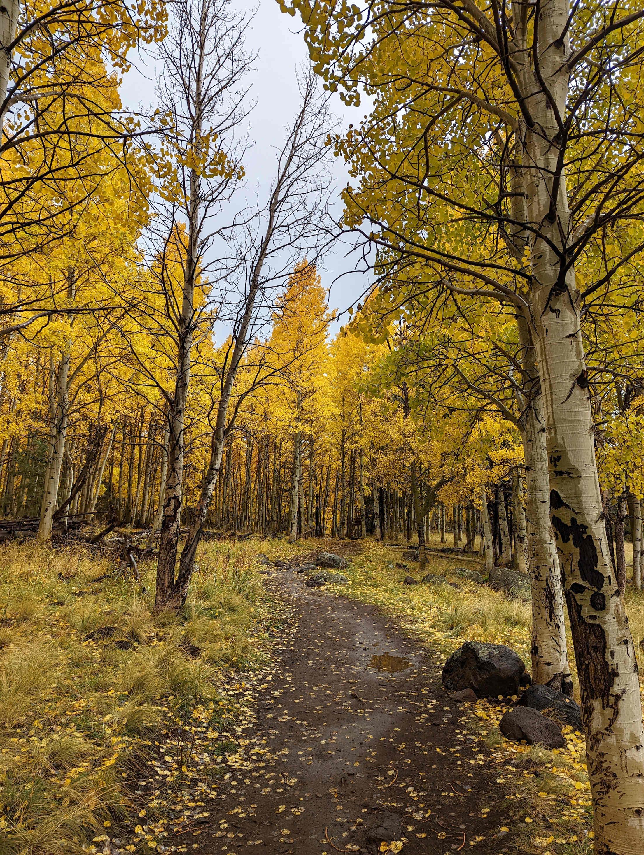 Golden trees line the Aspen Loop Trail in Arizona's Coconino National Forest.