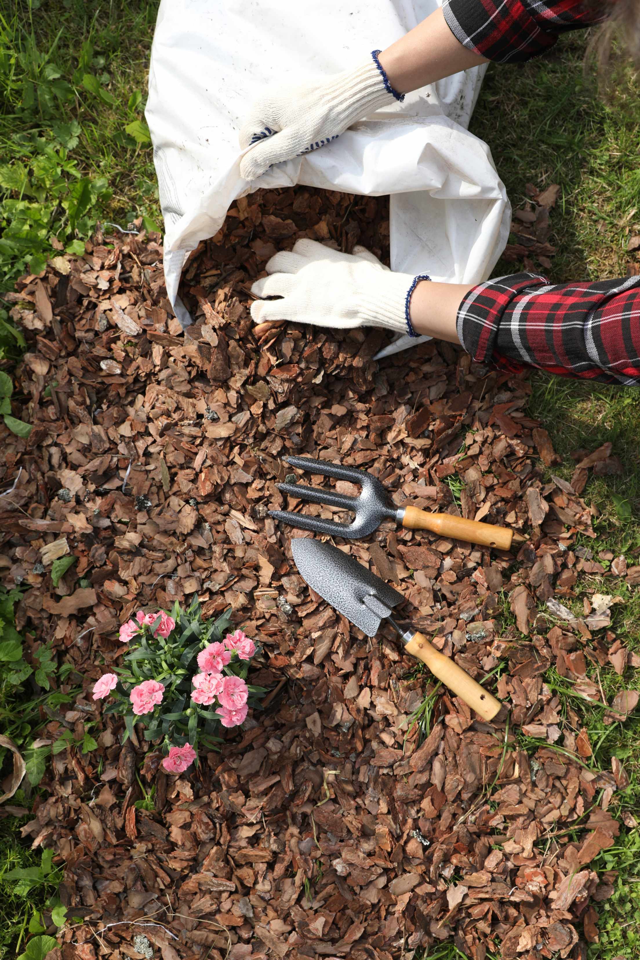 A gardener puts bark mulch around pink flowers after planting.