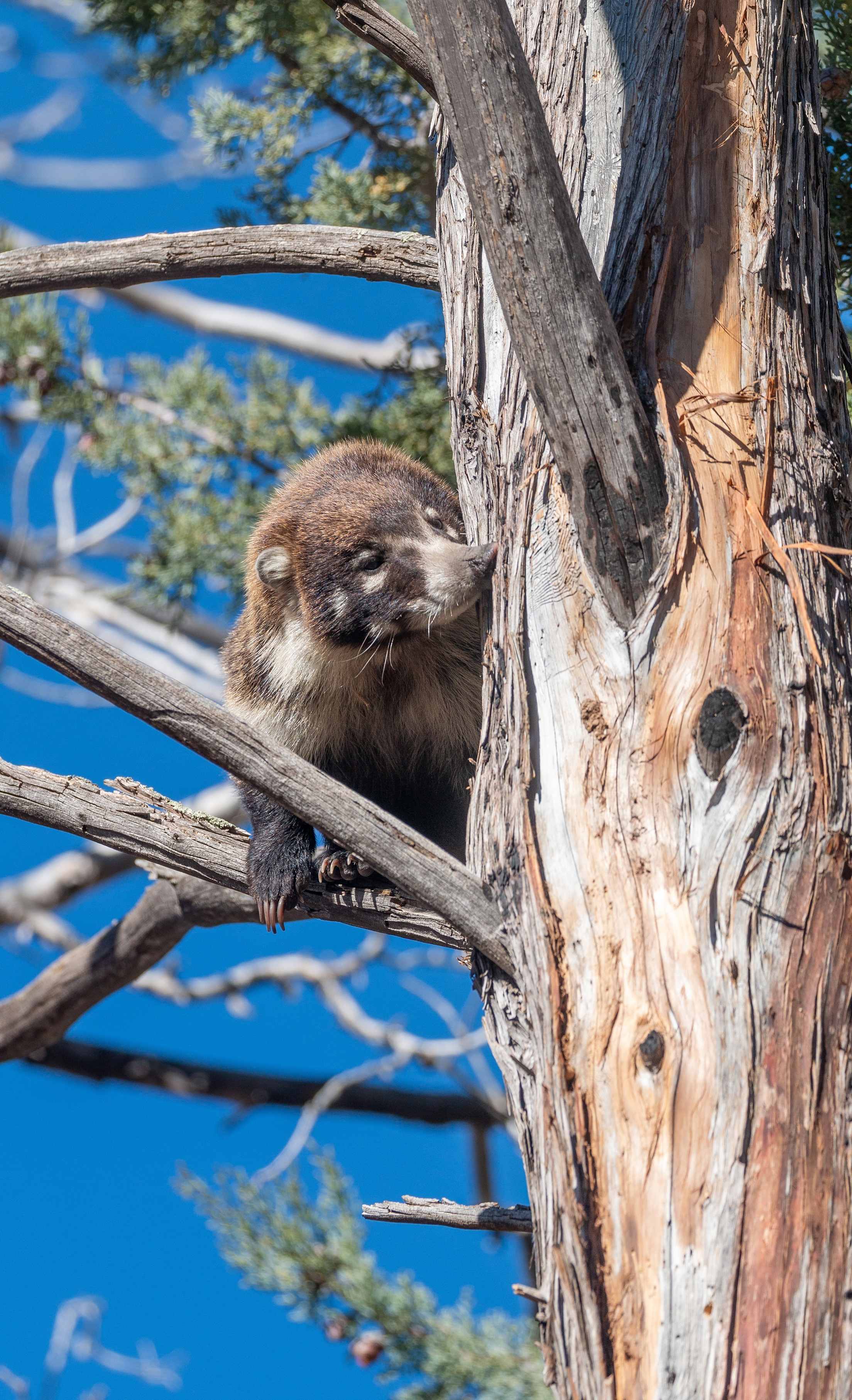 White Nosed Coatimundi in Chiricahua National Monument Arizona