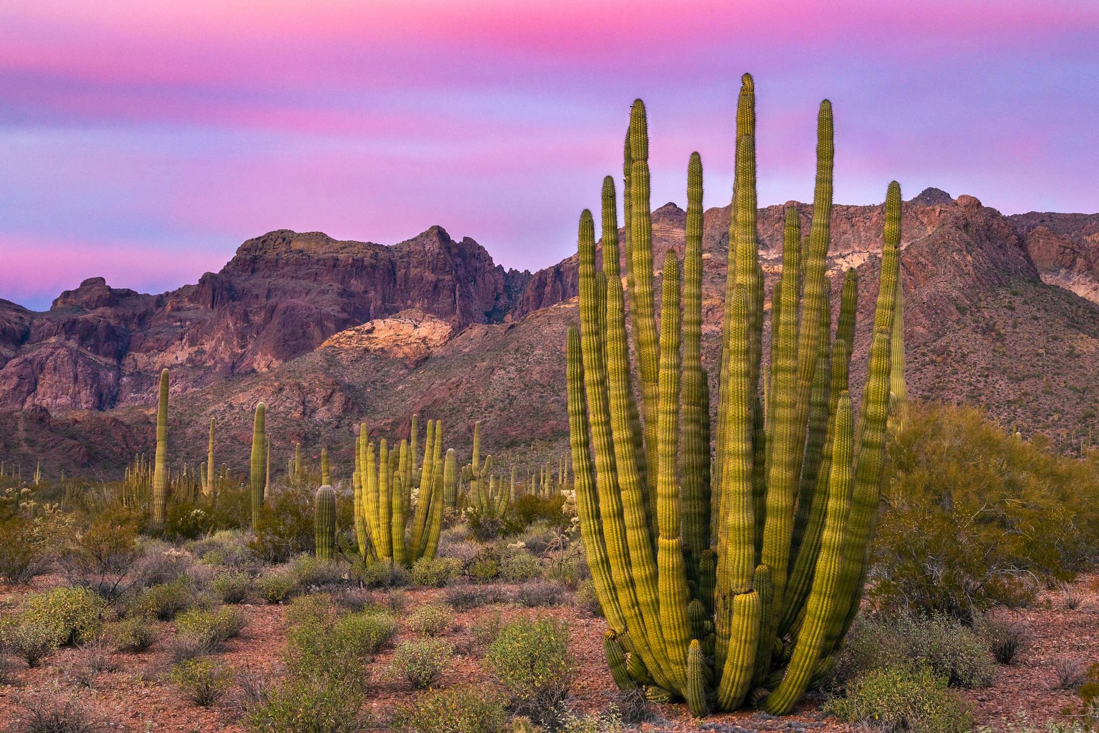 An Organ pipe cactus and the Ajo mountains in Arizona's Organ Pipe Cactus National Monument.