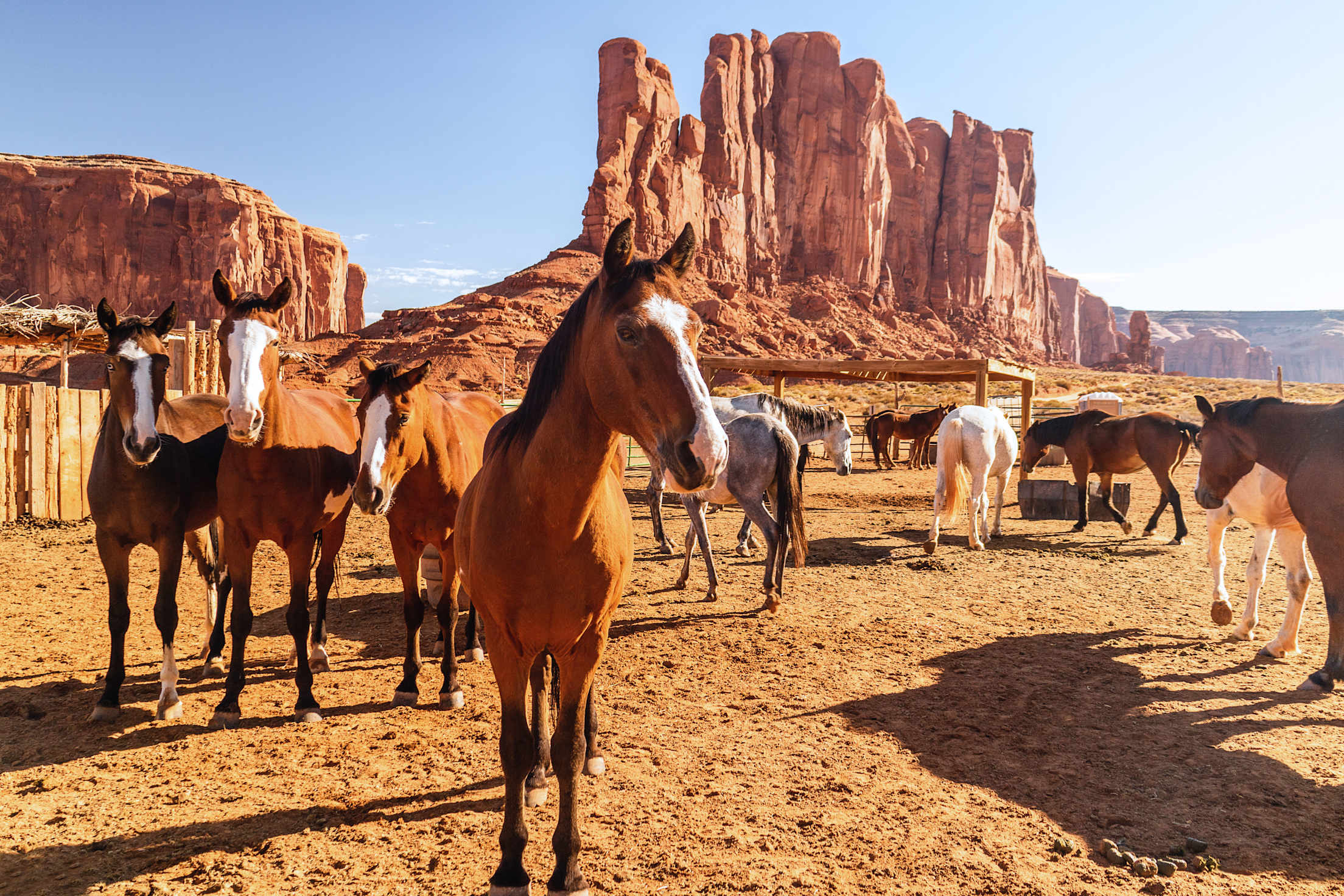 Horses in Monument Valley Navajo Tribal Park.