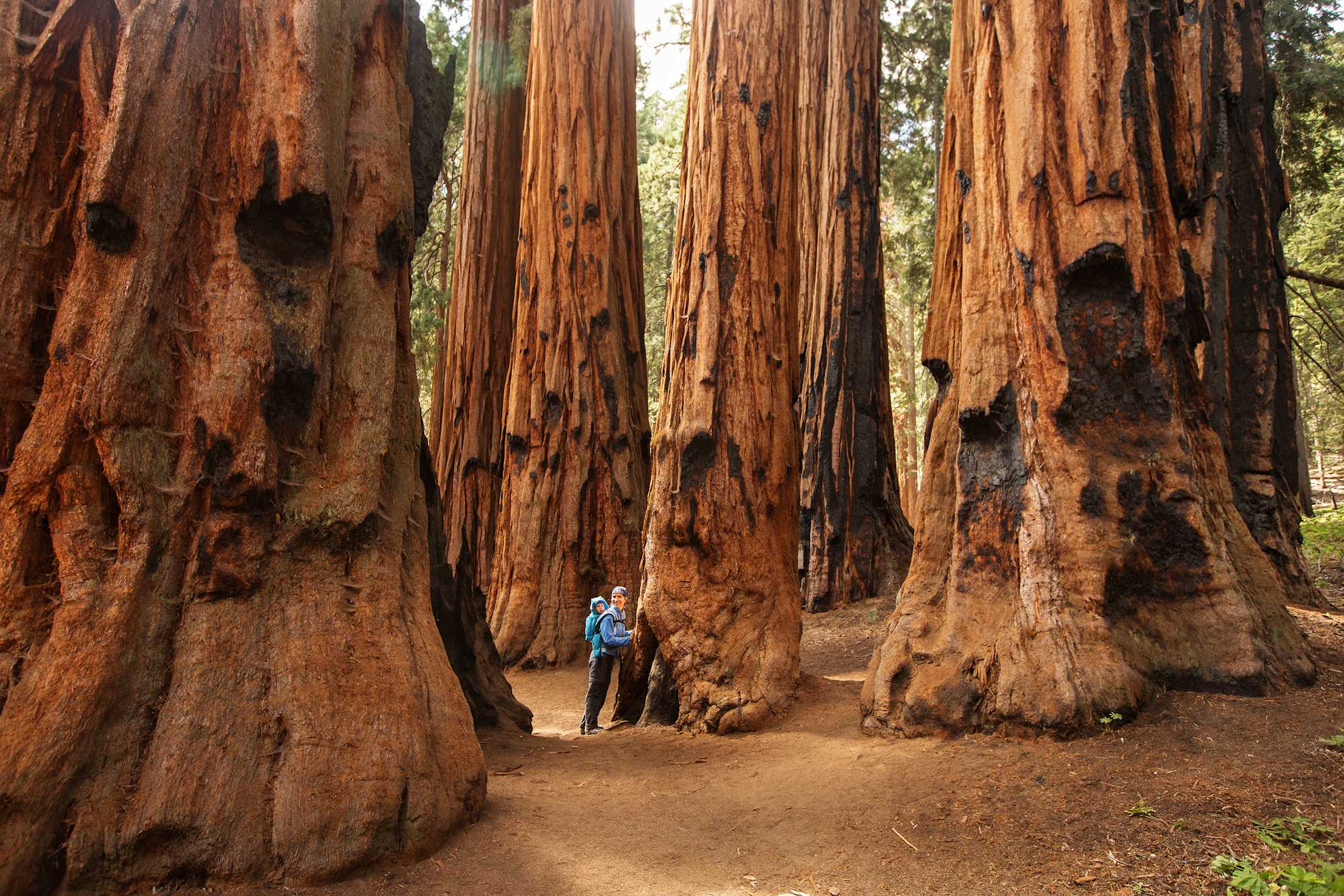 a mother and her toddler stand beneath massive trees in Sequoia National Park.