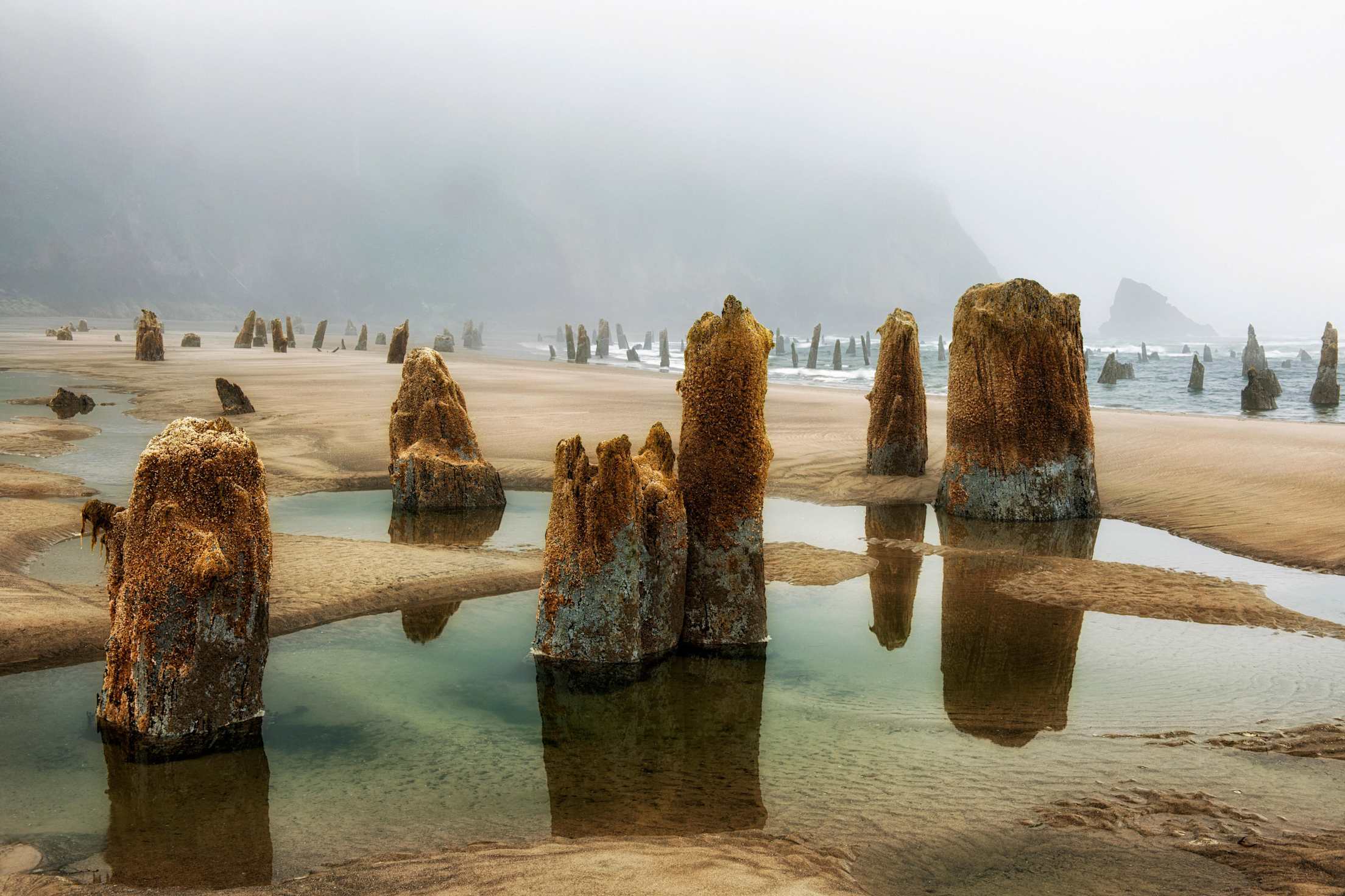 Stumps of the Neskowin Ghost Forest poke out of the sand at high tide.