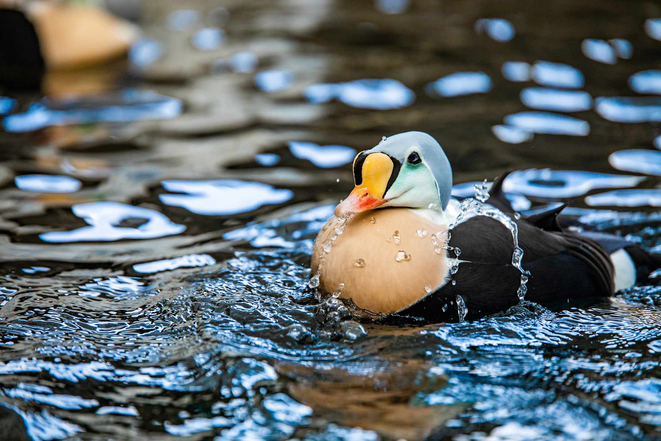King Eider floats on the water at Alaska SeaLife Center.