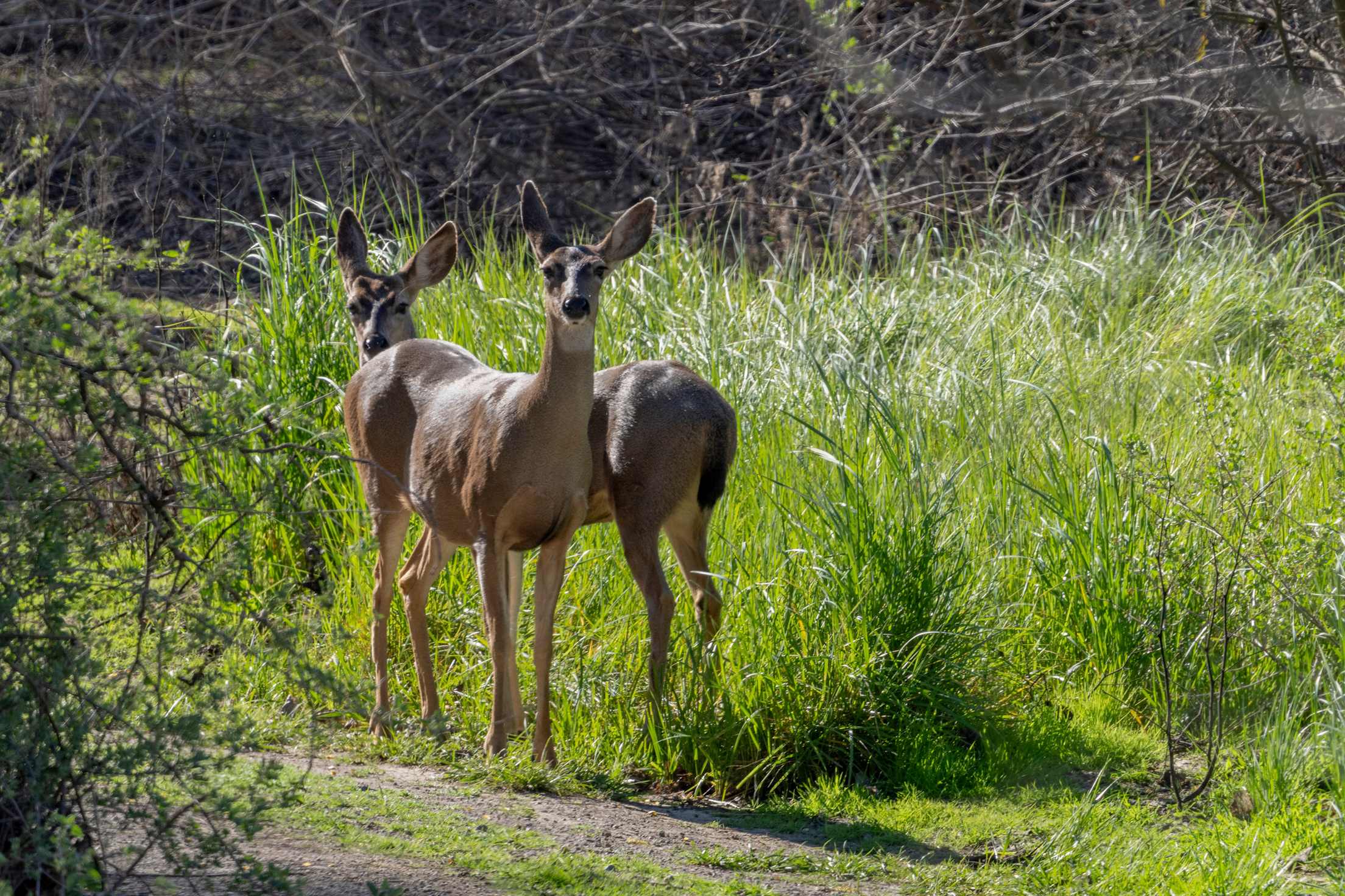 Black-tailed deer stand in the brush at Dos Rios State Park in California.