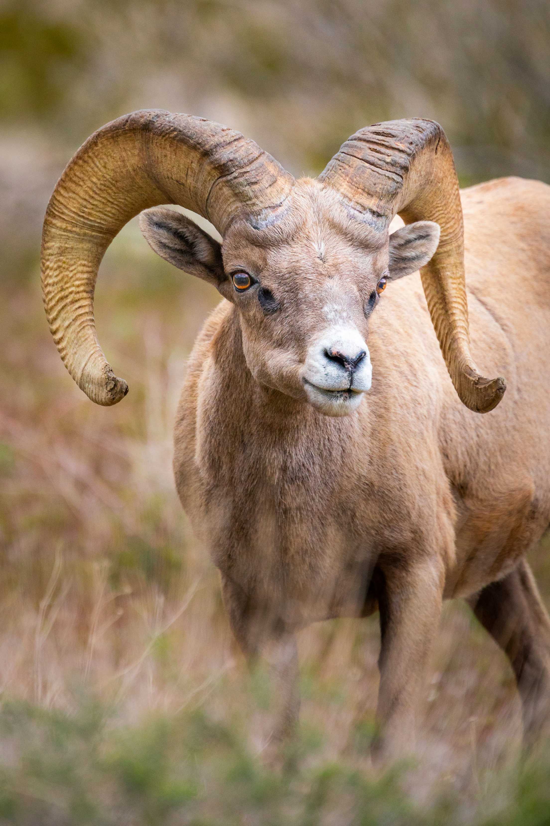 A desert bighorn sheep (Ovis canadensis nelsoni) in Nevada's Valley of Fire State Park.