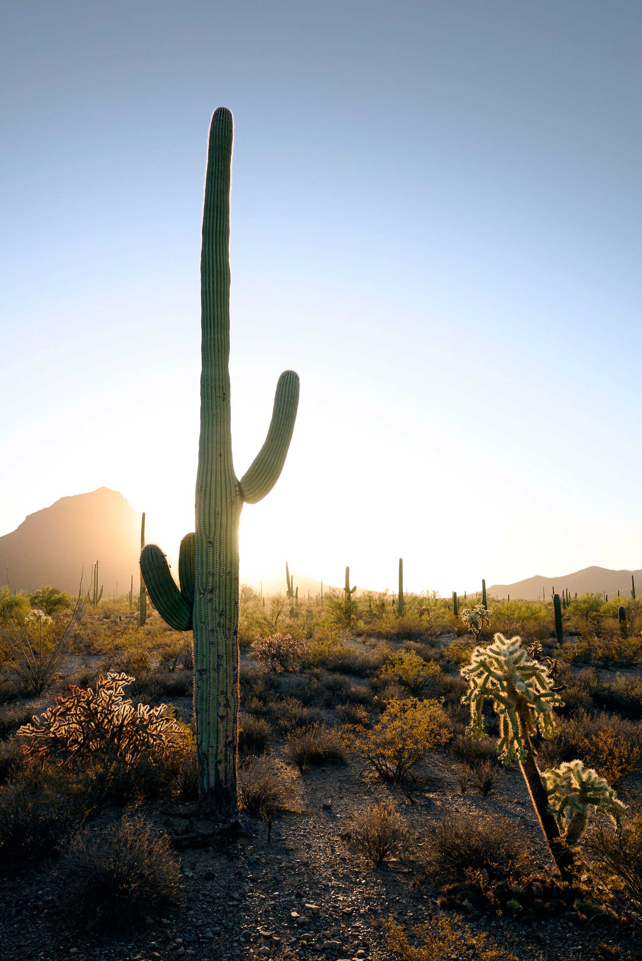 Sunset behind a cactus in Saguaro National Park Arizona