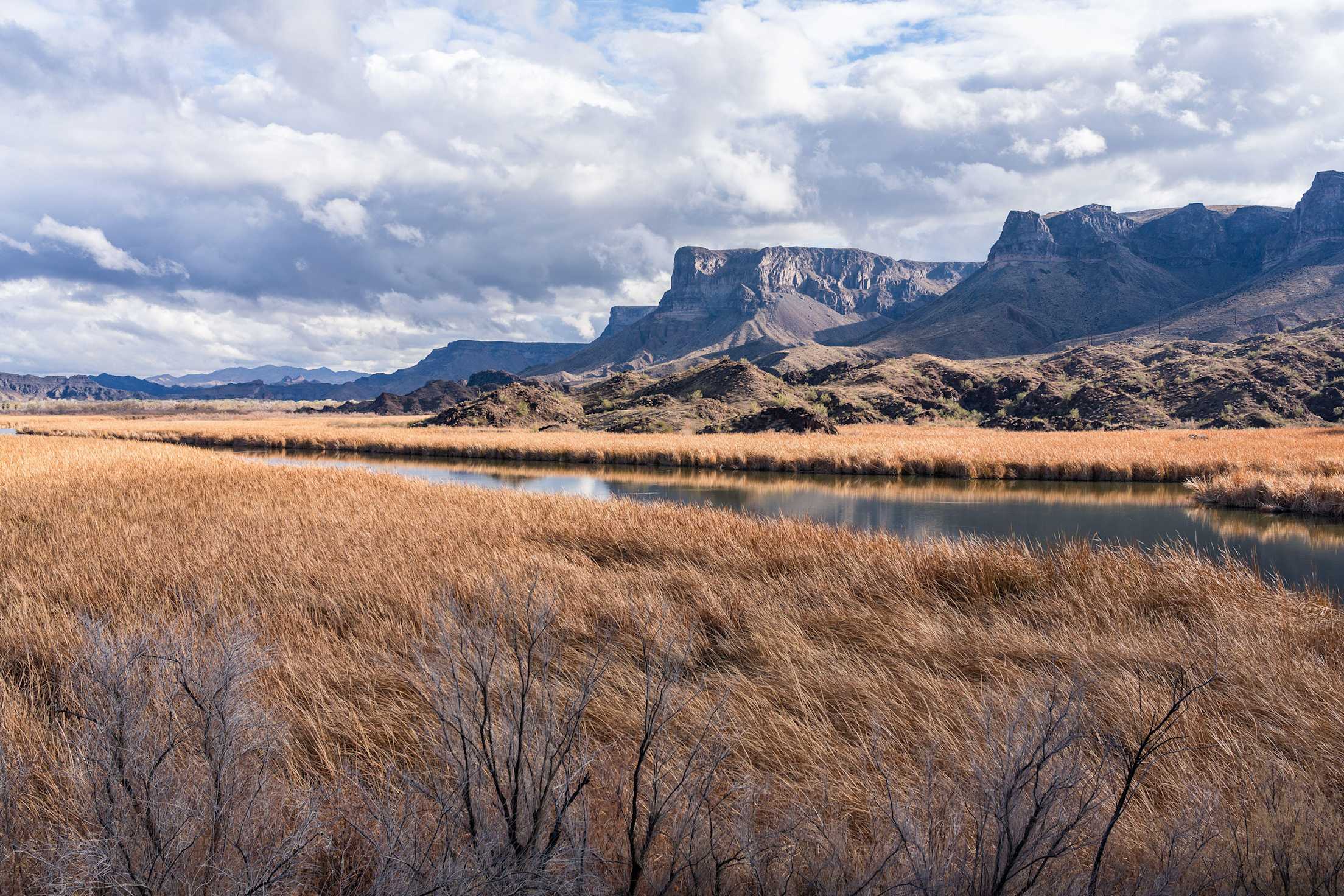 Golden grasslands in Bill Williams River National Wildlife Refuge in Lake Havasu City, Arizona.